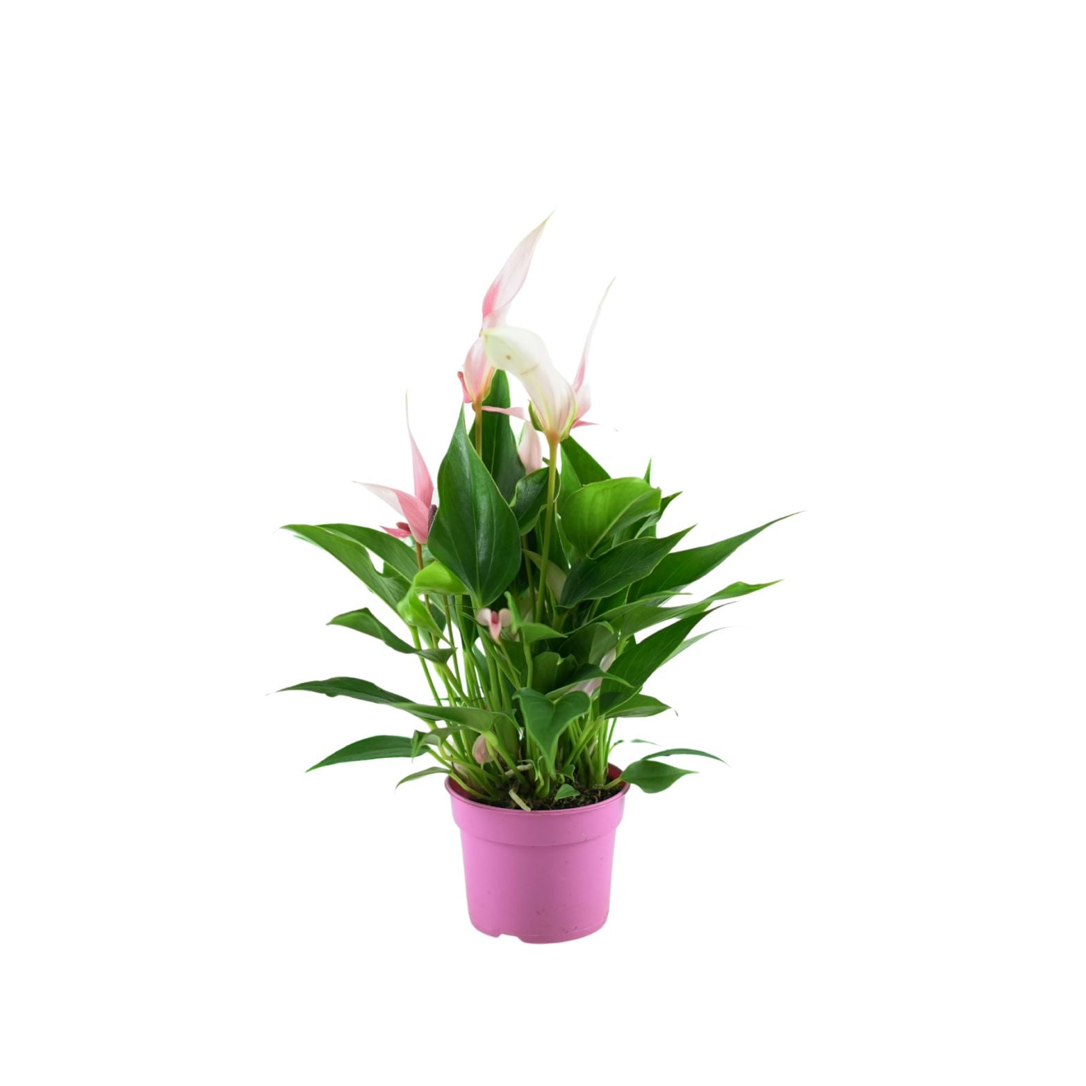 ANTHURIUM 'Lilli' Anturium