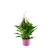 ANTHURIUM 'Lilli' Anturium