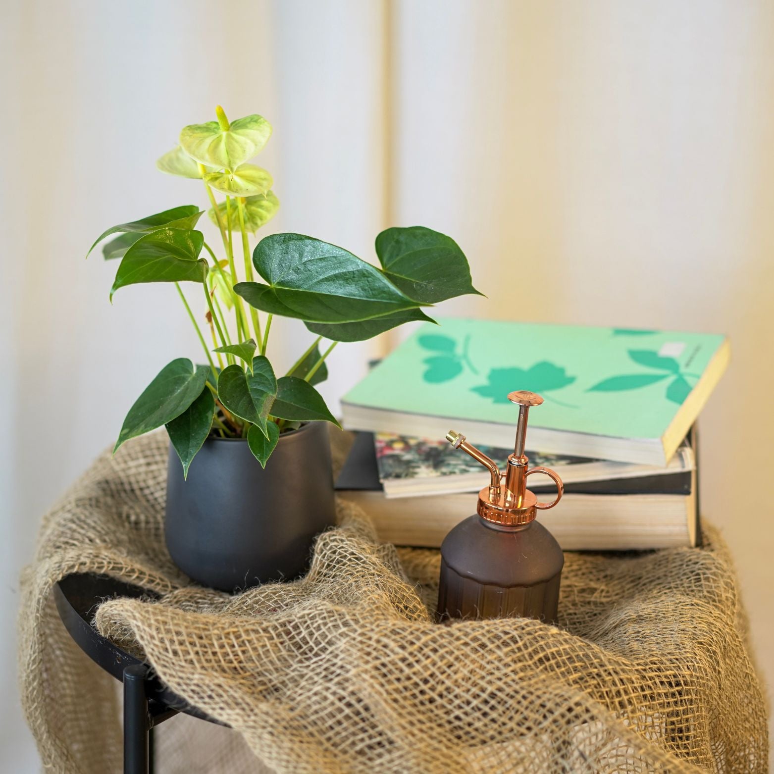 ANTHURIUM ANDRAEANUM Anturium Andrego