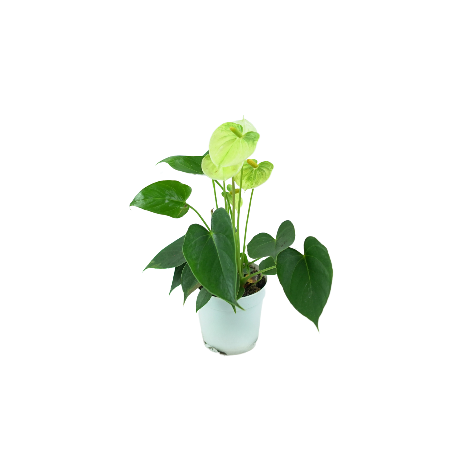 ANTHURIUM ANDRAEANUM Anturium Andrego