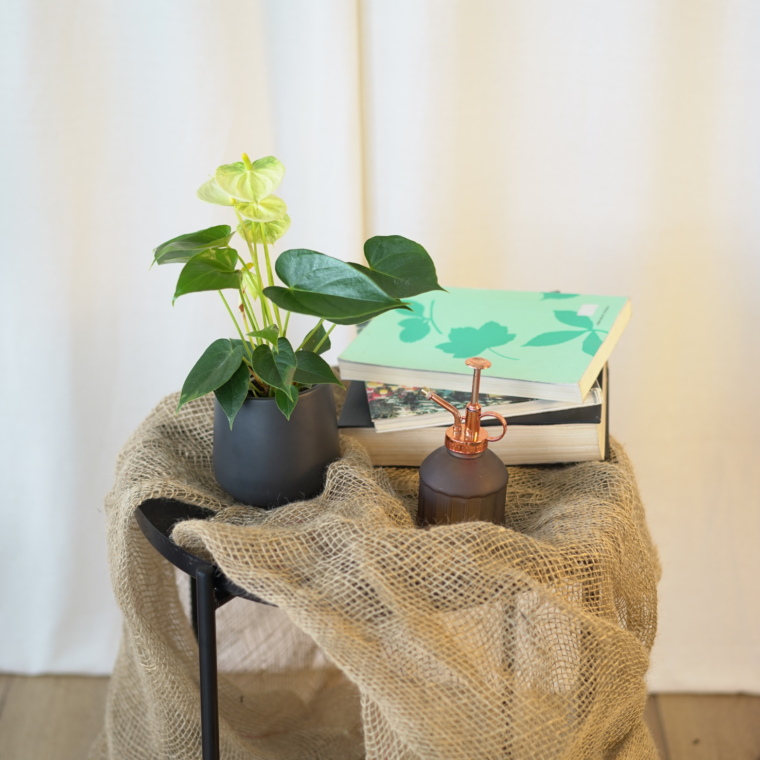 ANTHURIUM ANDRAEANUM Anturium Andrego