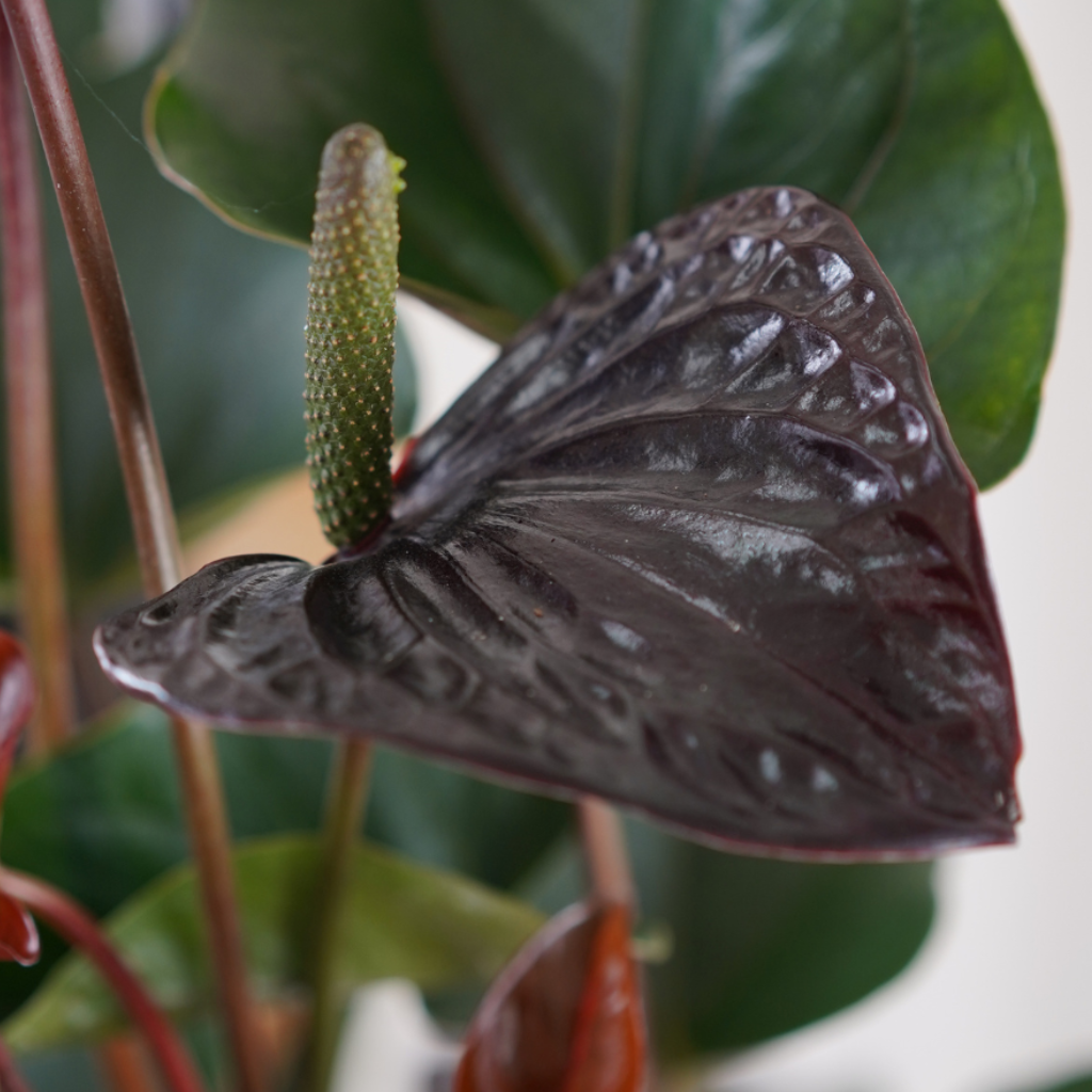 ANTHURIUM ANDRAEANUM 'BEAUTY BLACK' Anturium Andrego 