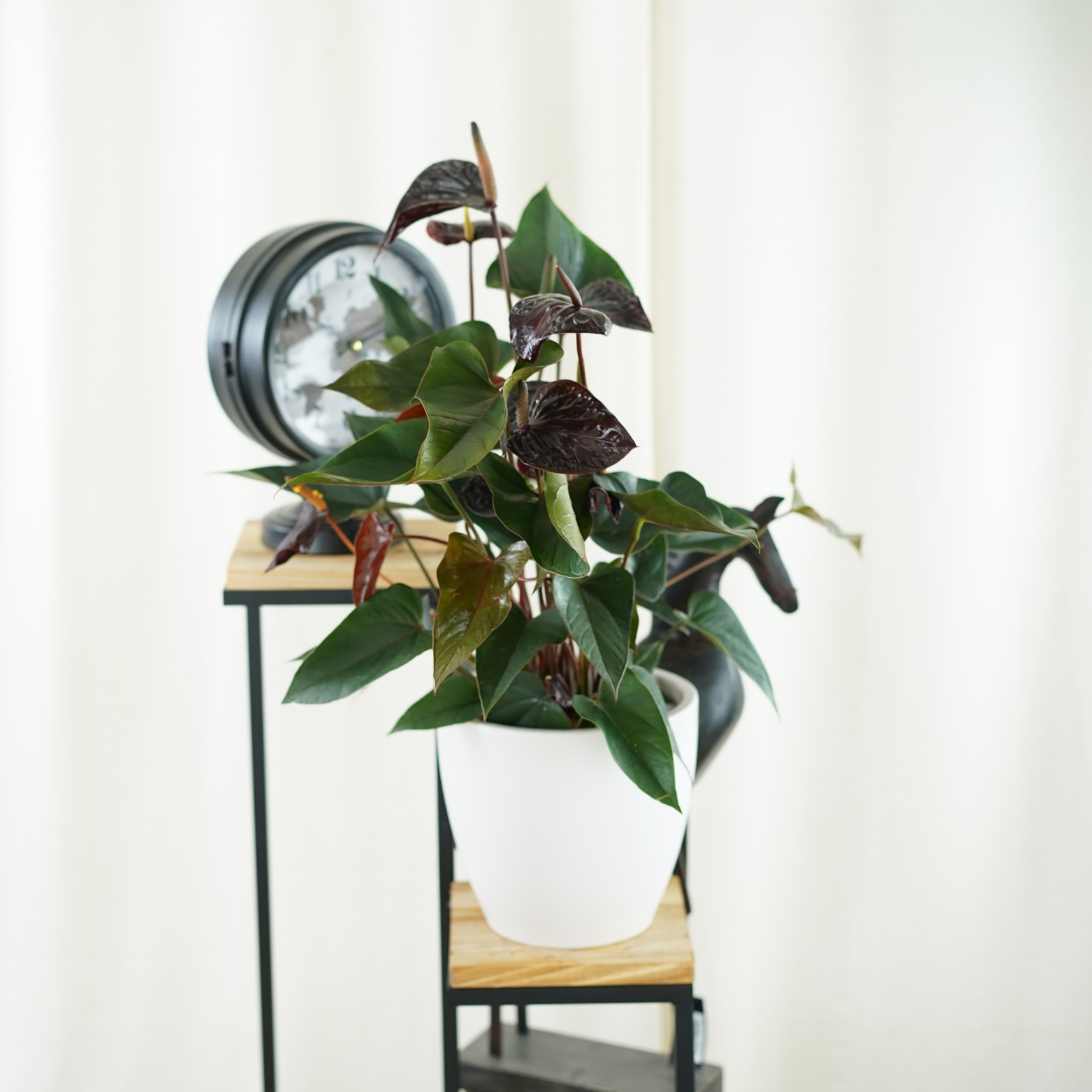 ANTHURIUM ANDRAEANUM 'BEAUTY BLACK' Anturium Andrego 