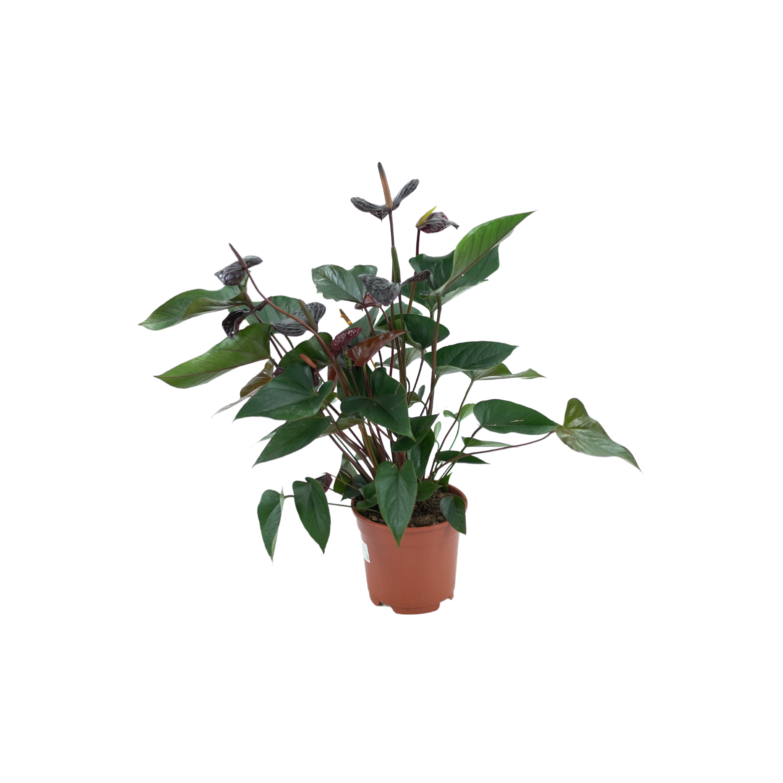 ANTHURIUM ANDRAEANUM 'BEAUTY BLACK' Anturium Andrego 