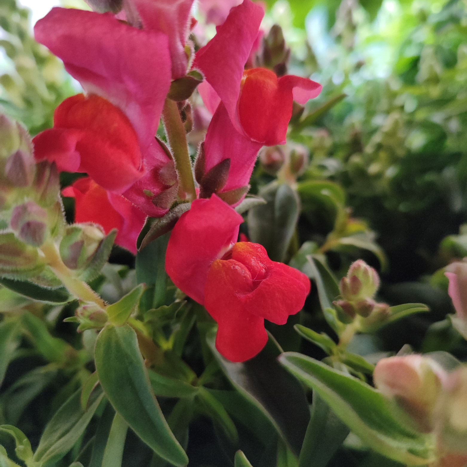 ANTIRRHINUM MAJUS Lwia paszcza