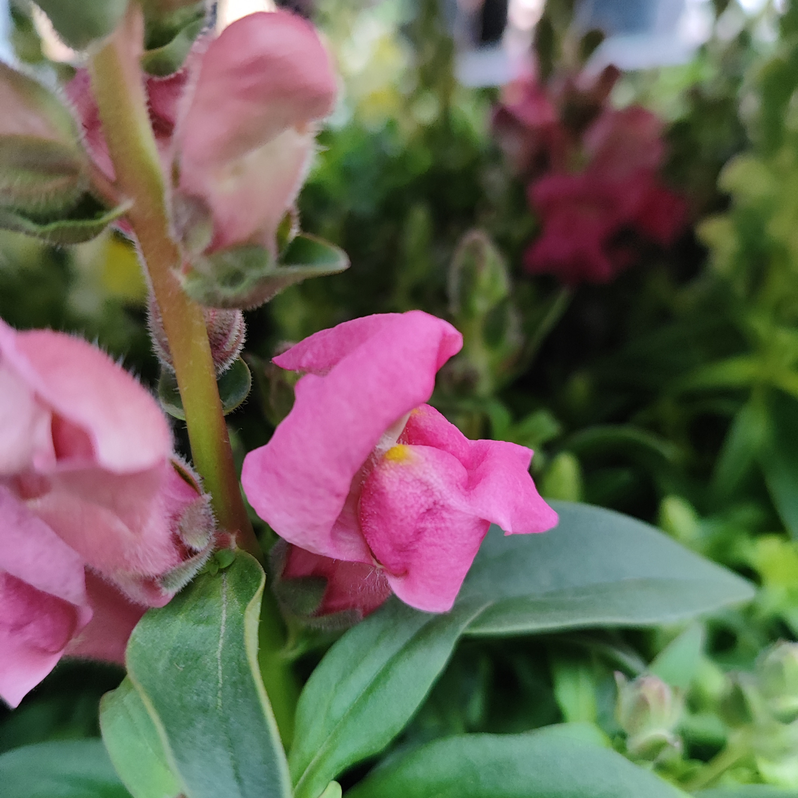 ANTIRRHINUM MAJUS Lwia paszcza