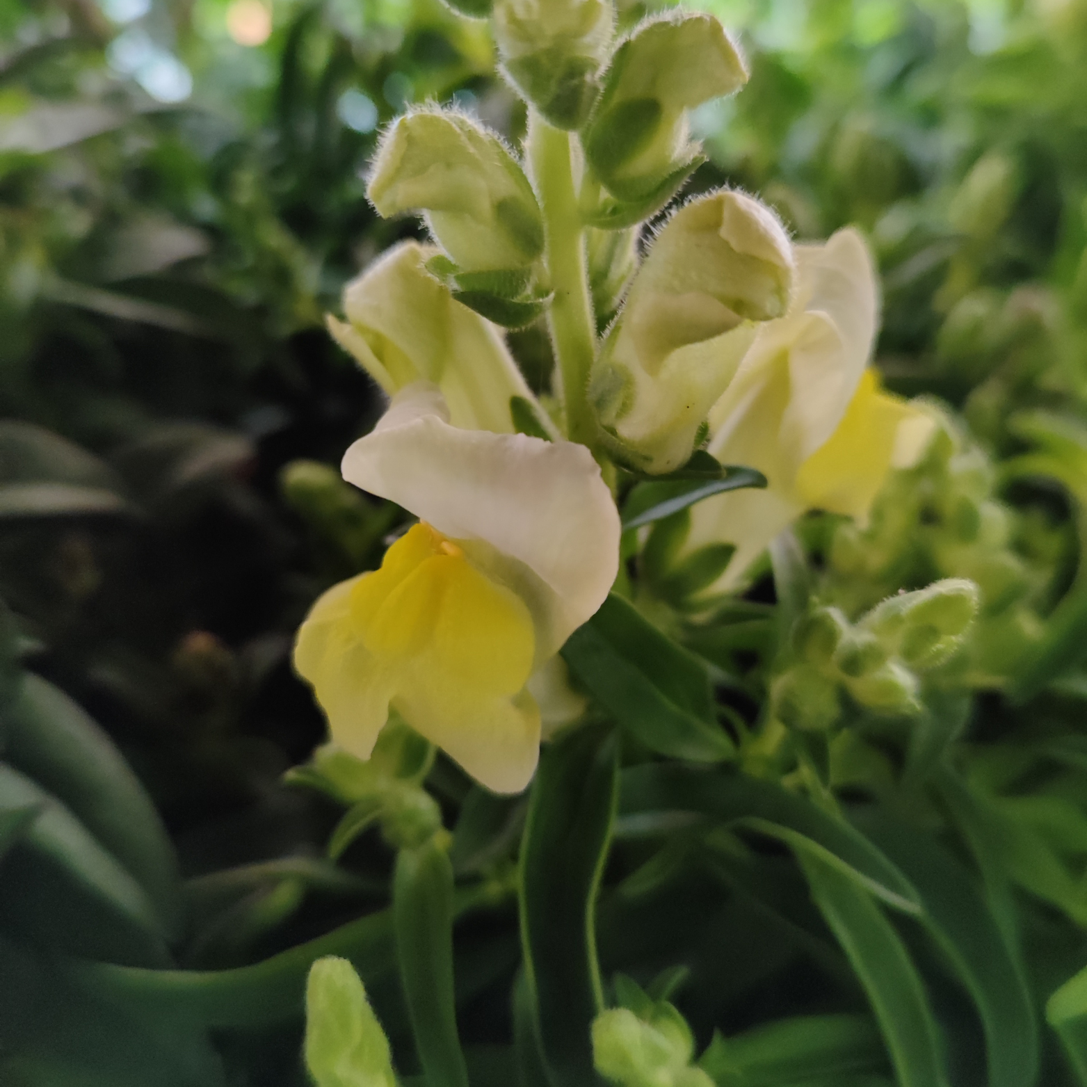 ANTIRRHINUM MAJUS Lwia paszcza