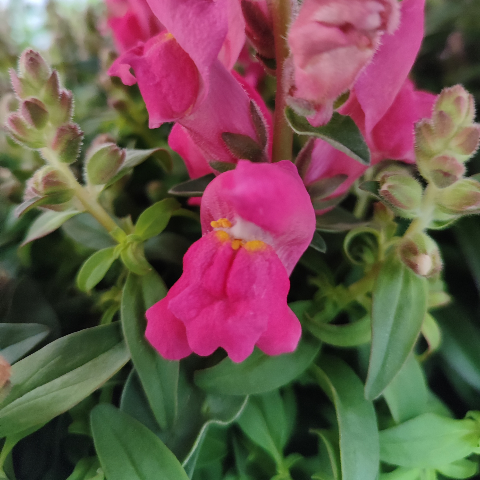 ANTIRRHINUM MAJUS Lwia paszcza