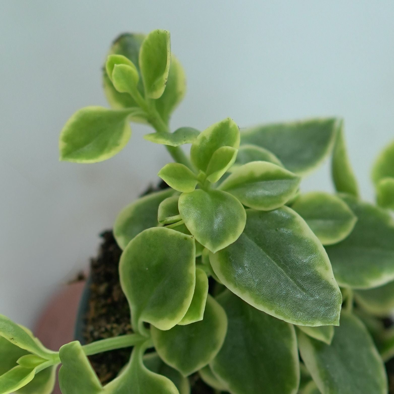 APTENIA CORDIFOLIA Aptenia sercolistna