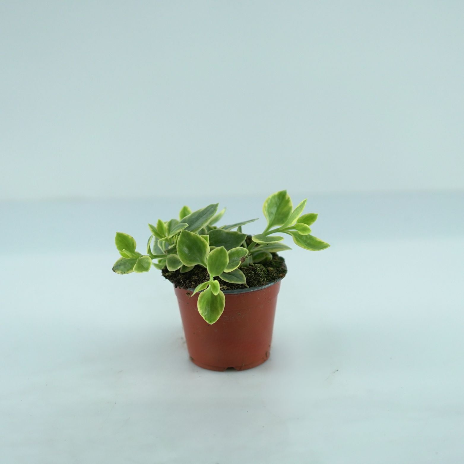 APTENIA CORDIFOLIA Aptenia sercolistna