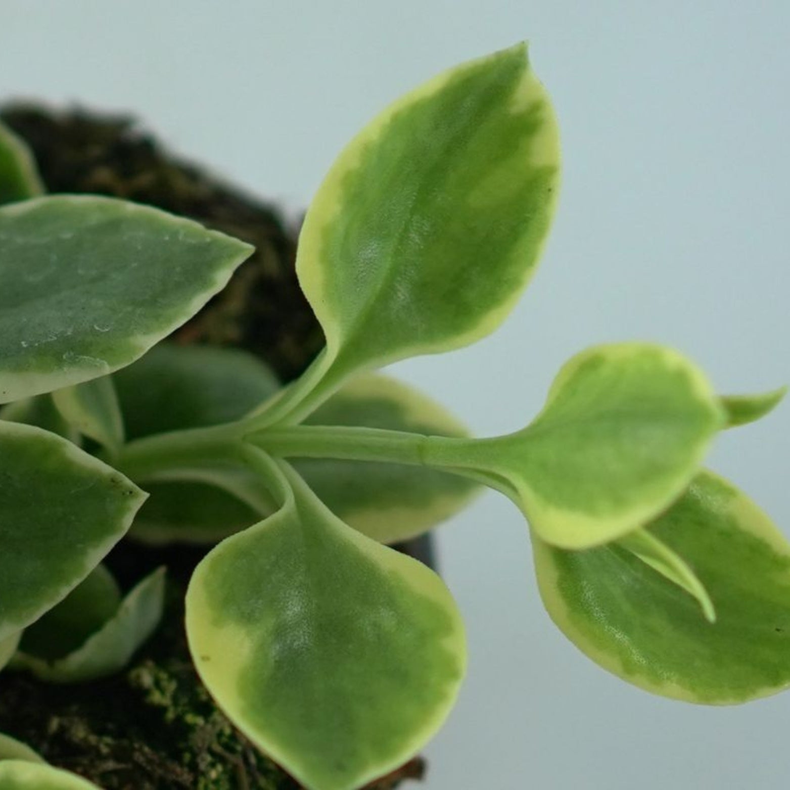 APTENIA CORDIFOLIA Aptenia sercolistna