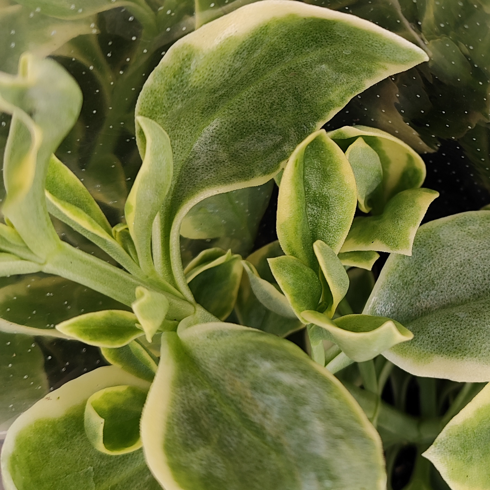 APTENIA CORDIFOLIA Aptenia sercolistna