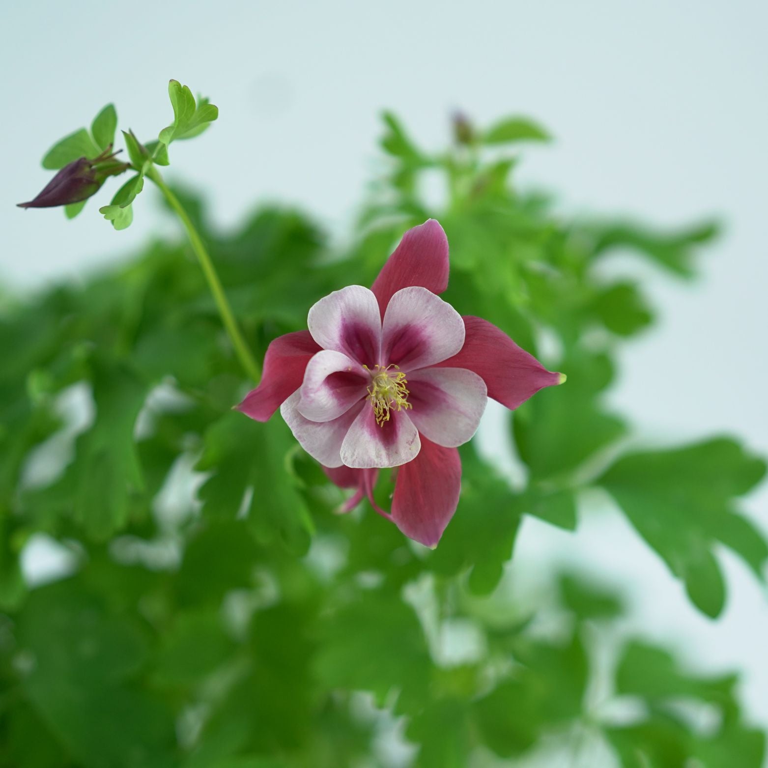 AQUILEGIA VULGARIS Orlik pospolity