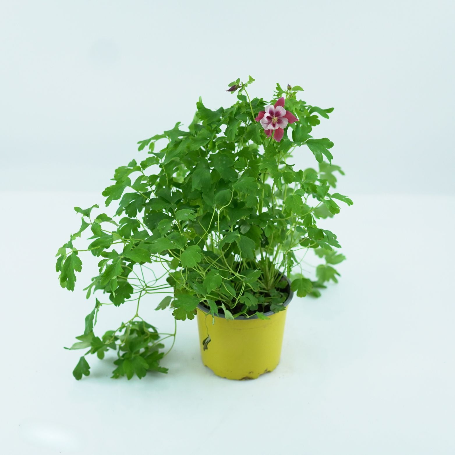 AQUILEGIA_VULGARIS_Orlik_pospolity