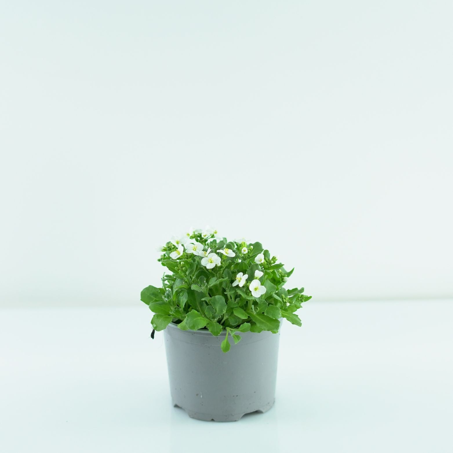 ARABIS Gęsiówka