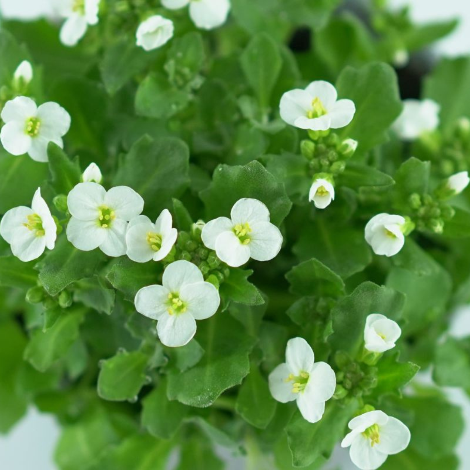 ARABIS Gęsiówka