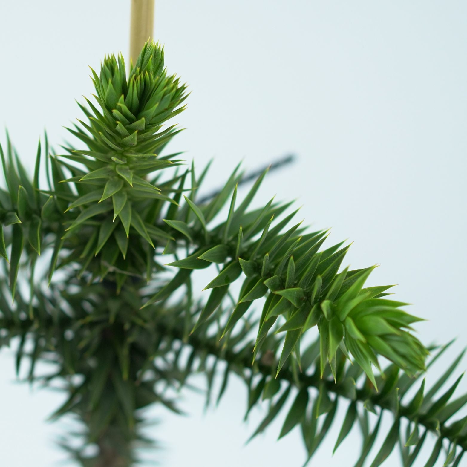 ARAUCARIA ARAUCANA Araukaria chilijska