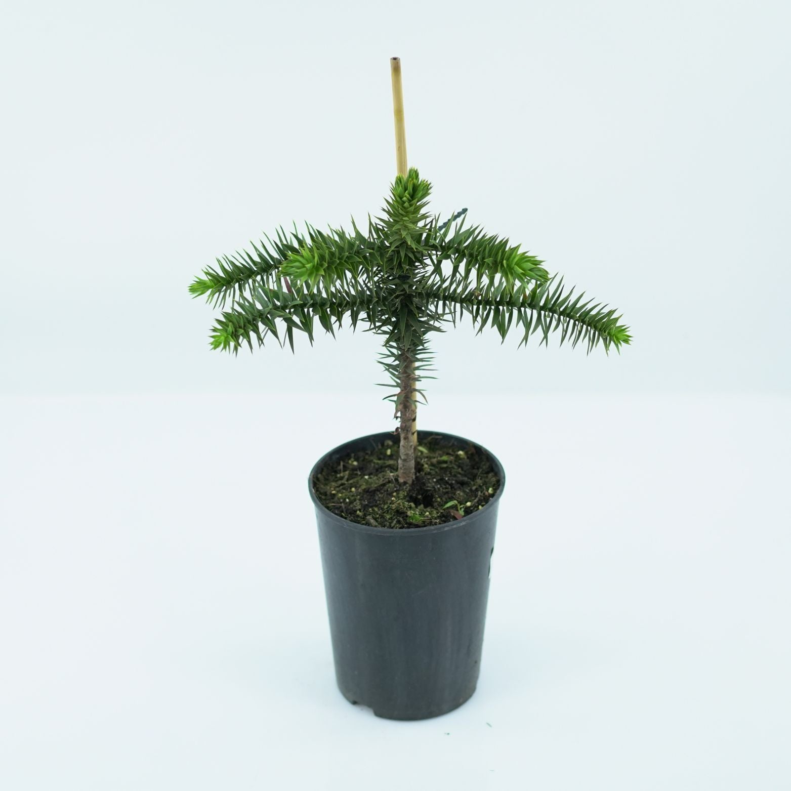ARAUCARIA ARAUCANA Araukaria chilijska
