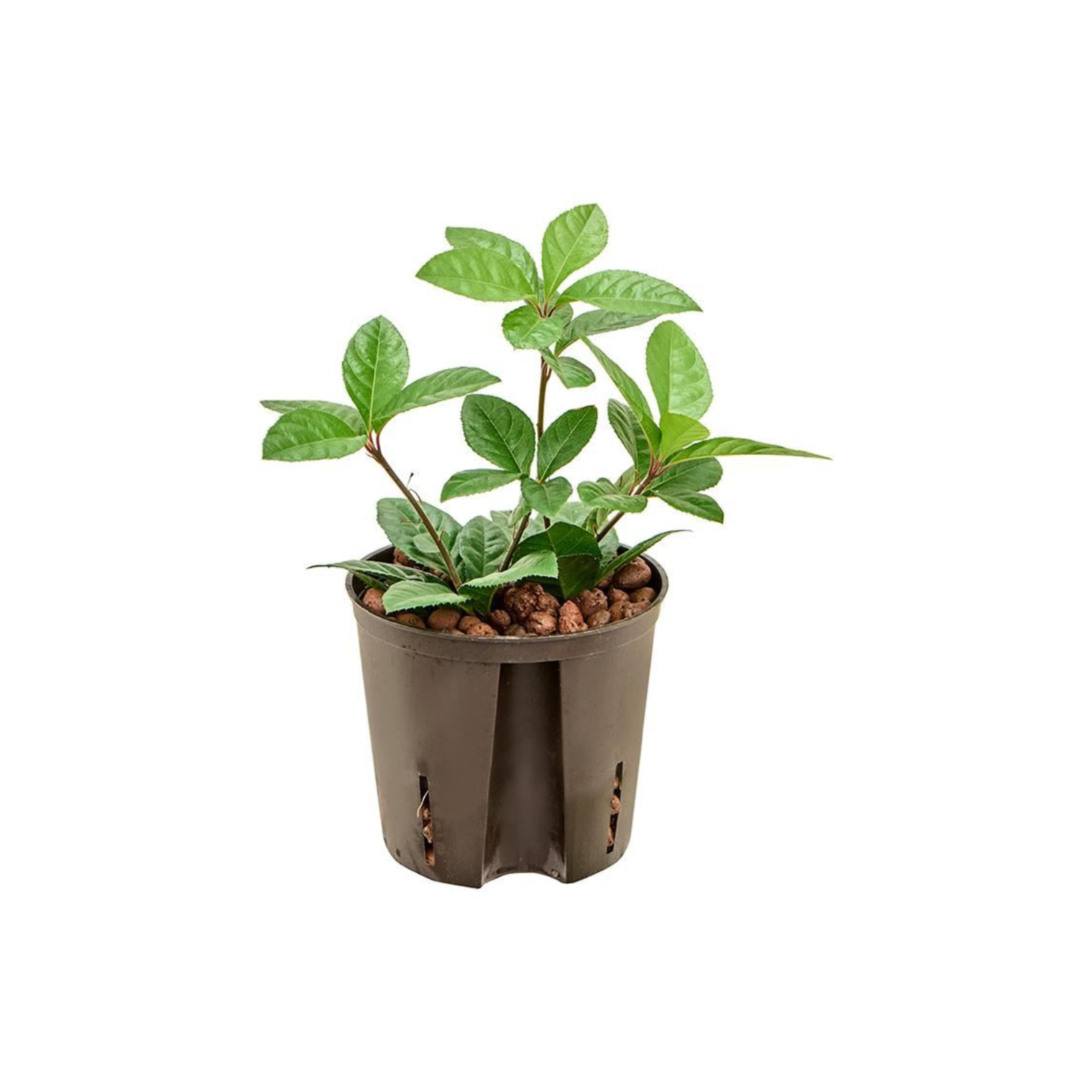 ARDISIA MALOUIANA Ardizja karbowana