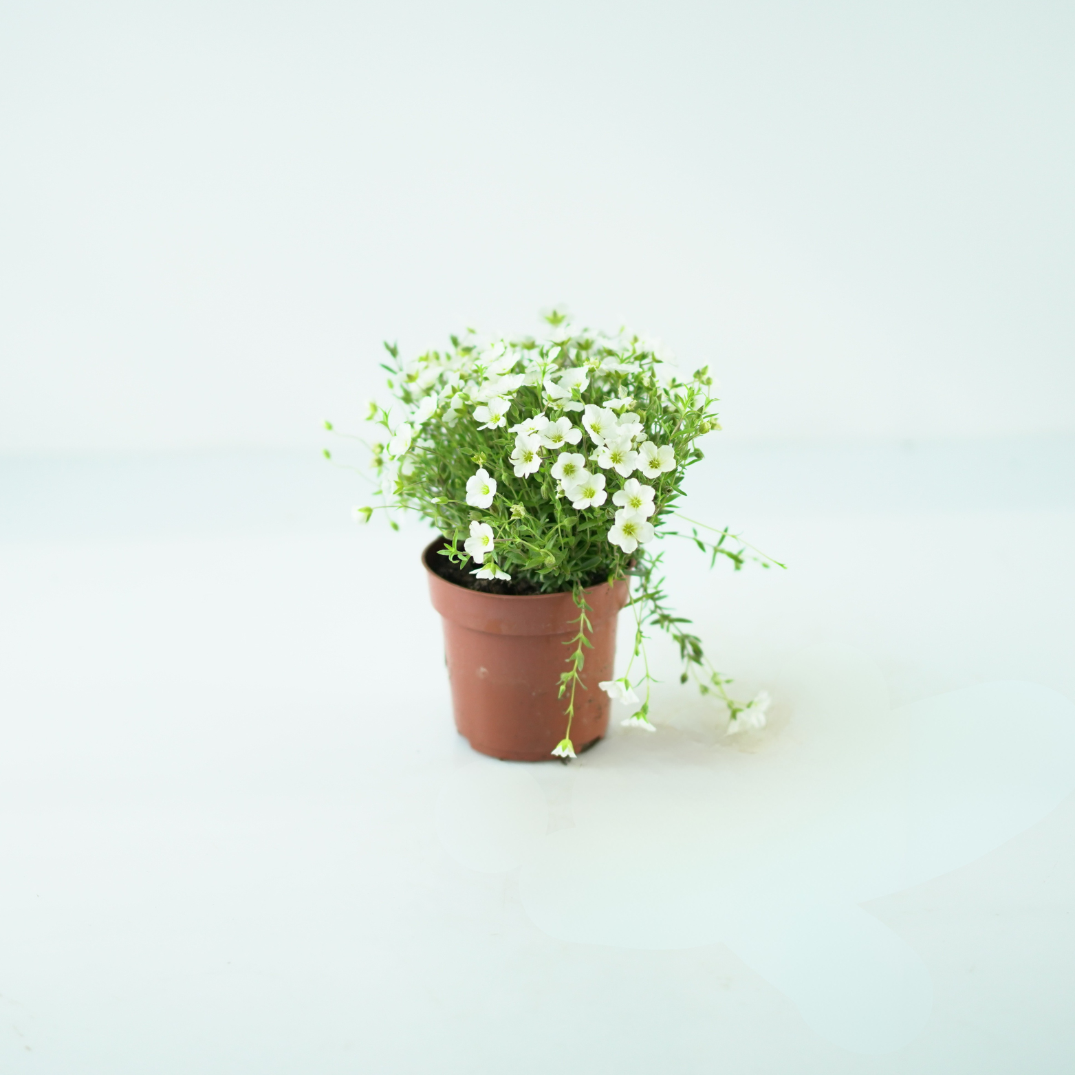ARENARIA MONTANA Piaskowiec