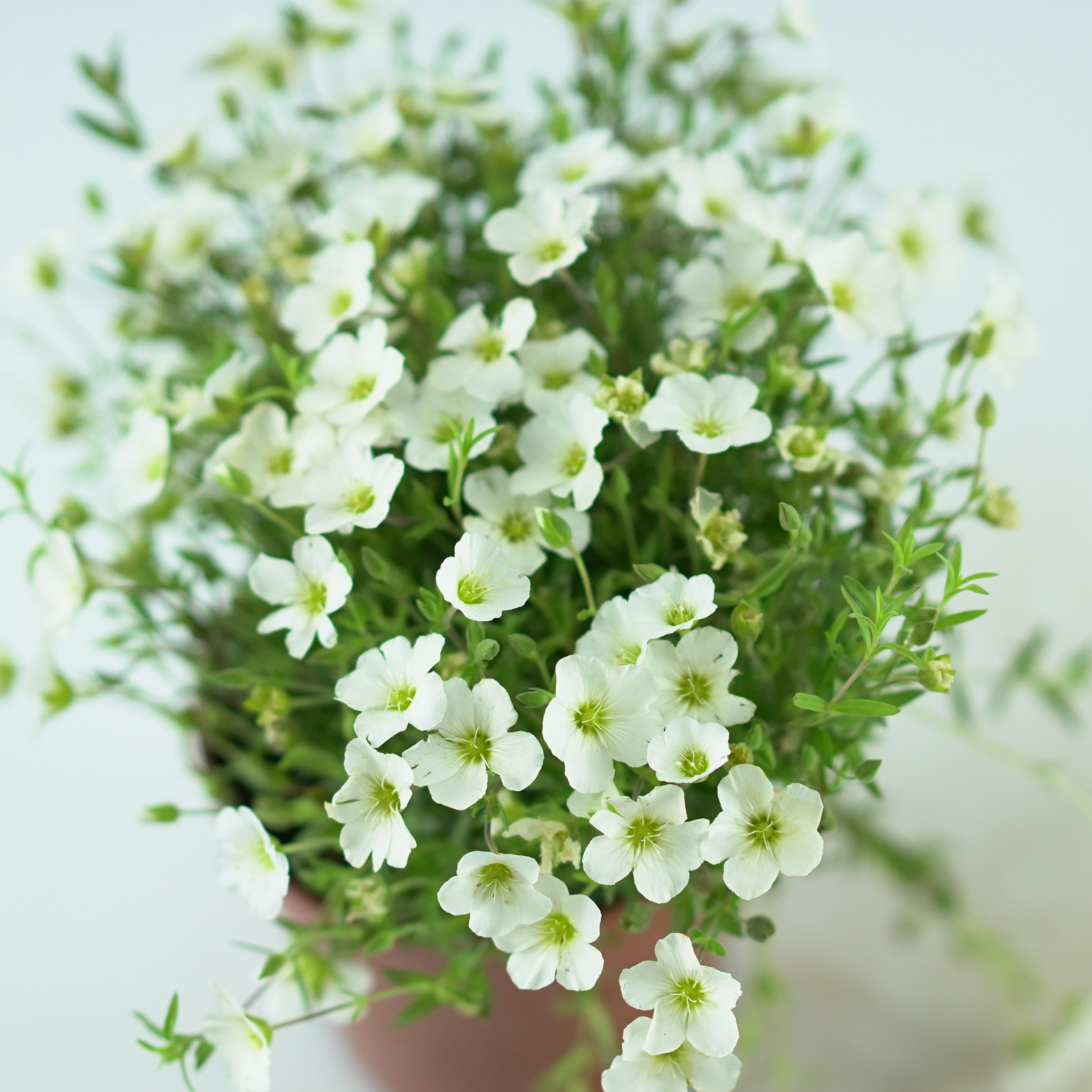 ARENARIA MONTANA Piaskowiec