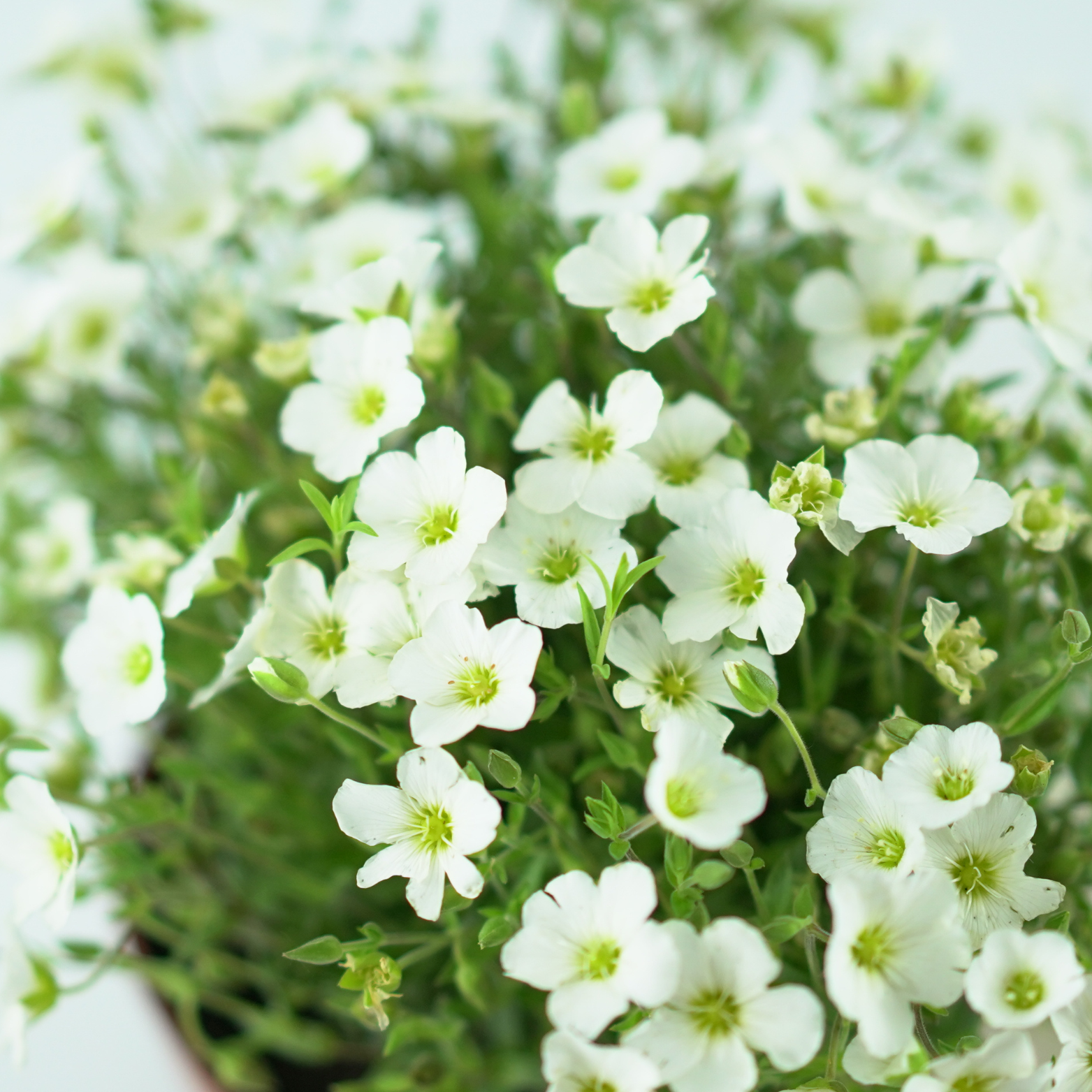 ARENARIA MONTANA Piaskowiec