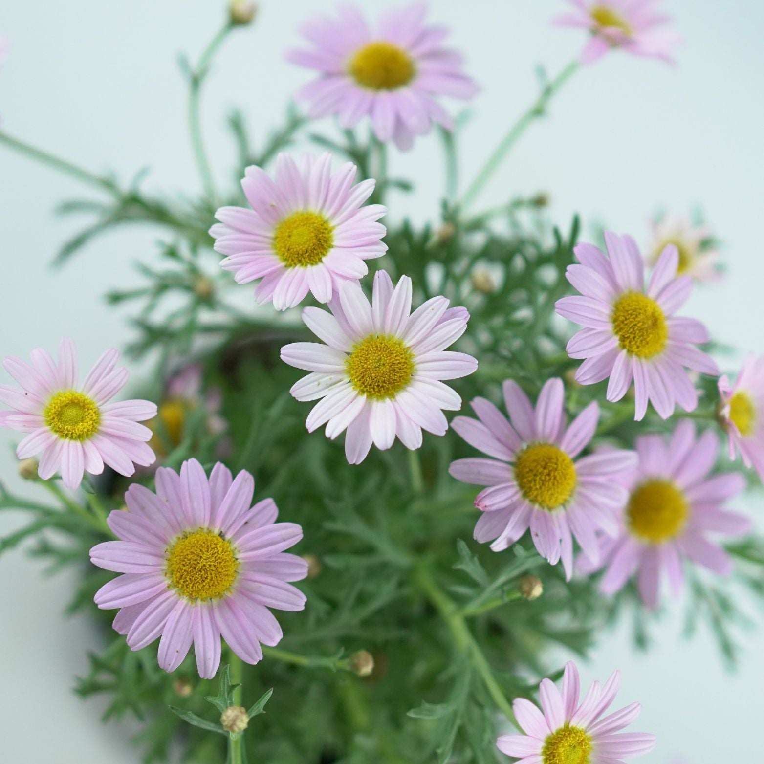 ARGYRANTHEMUM FRUTESCENS 'Simba' Złocień