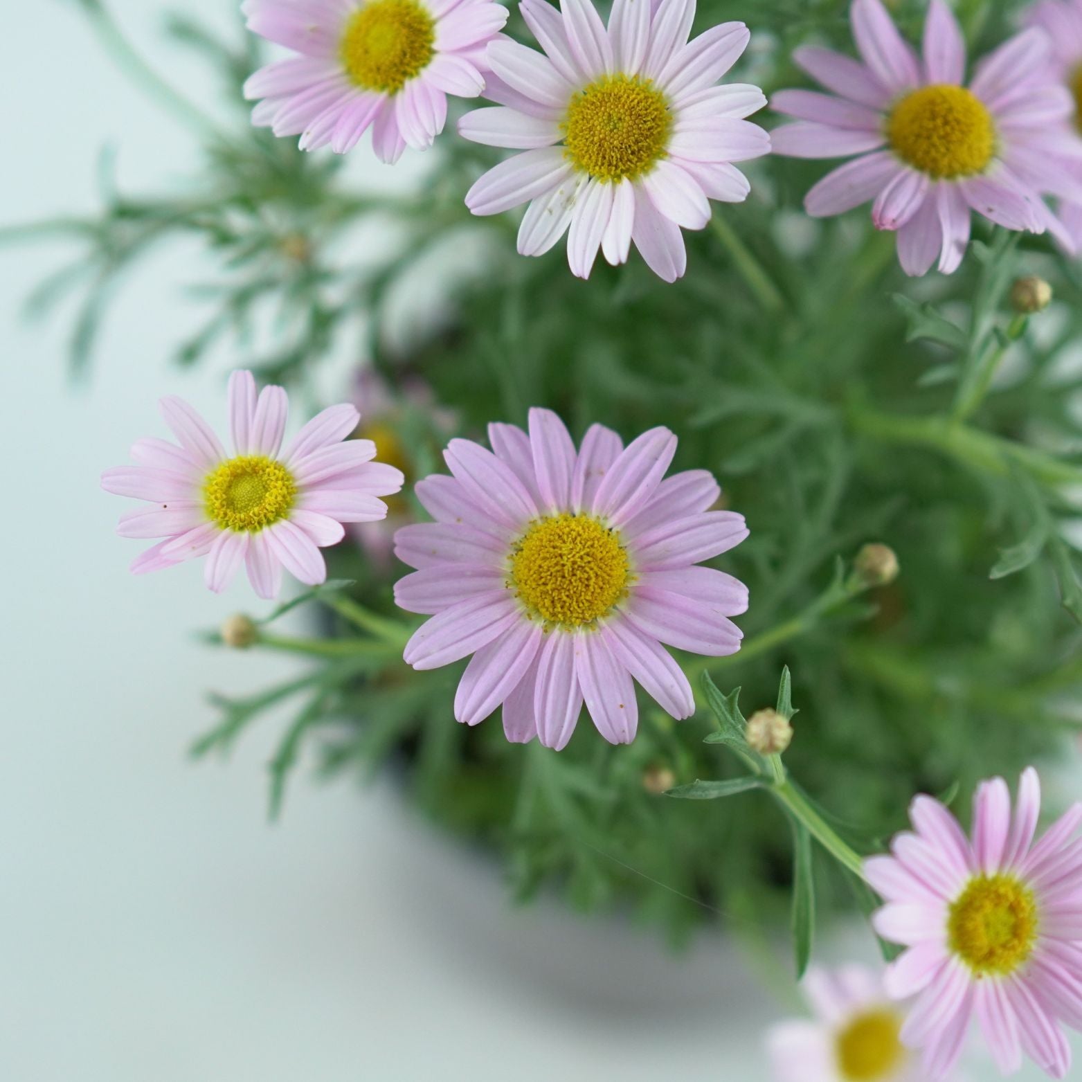ARGYRANTHEMUM FRUTESCENS 'Simba' Złocień