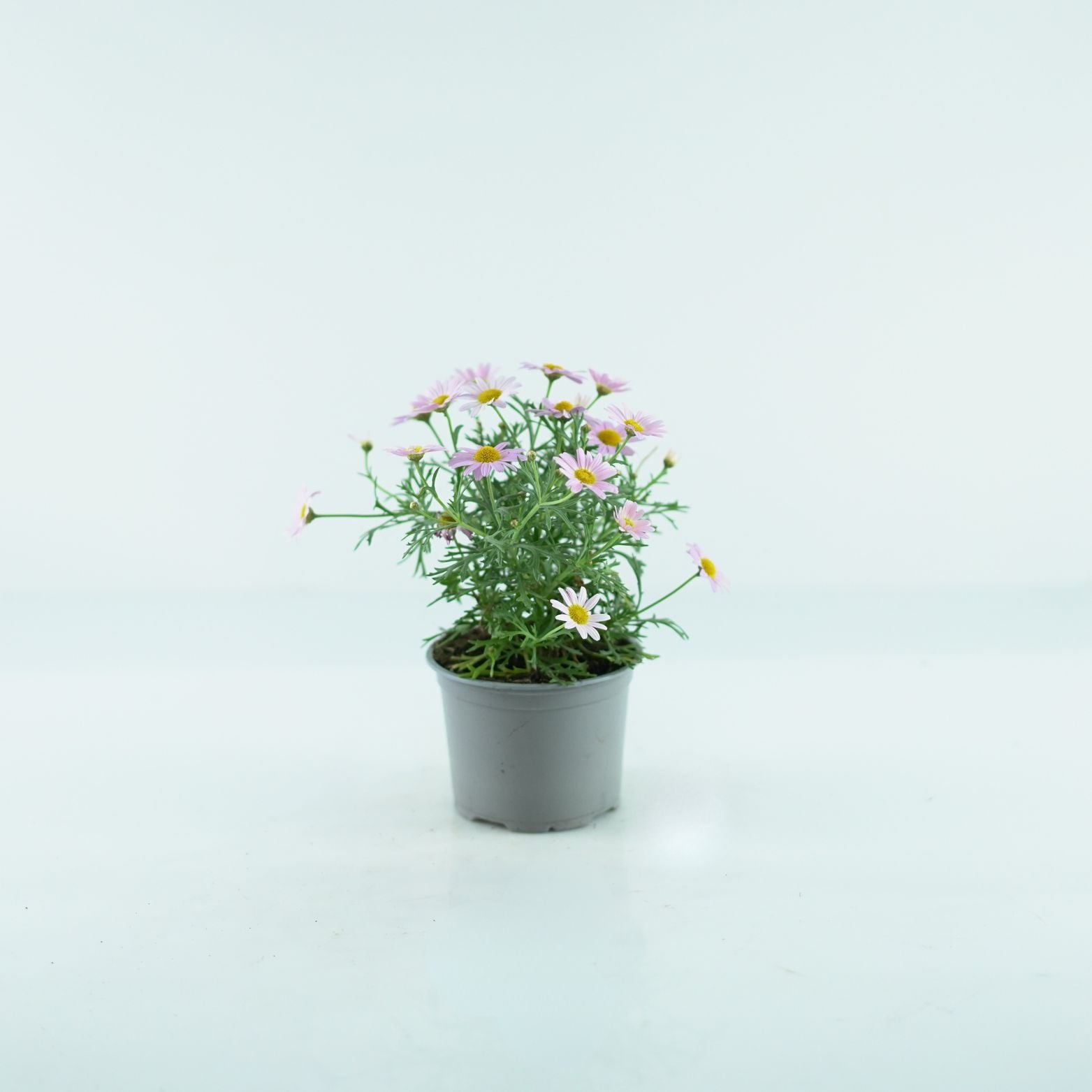 ARGYRANTHEMUM FRUTESCENS 'Simba' Złocień