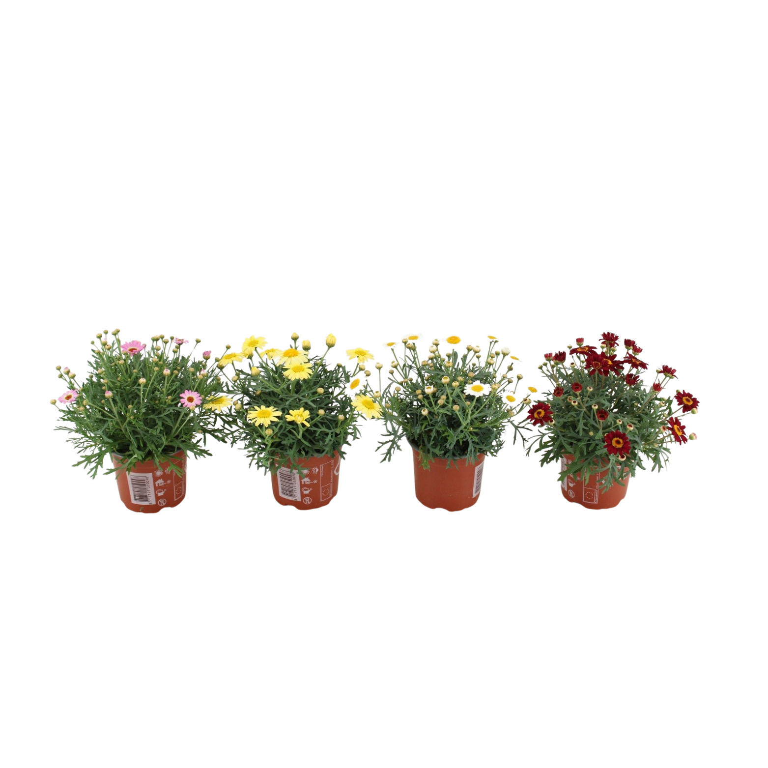 ARGYRANTHEMUM FRUTESCENS 'LA RITA' Złocień