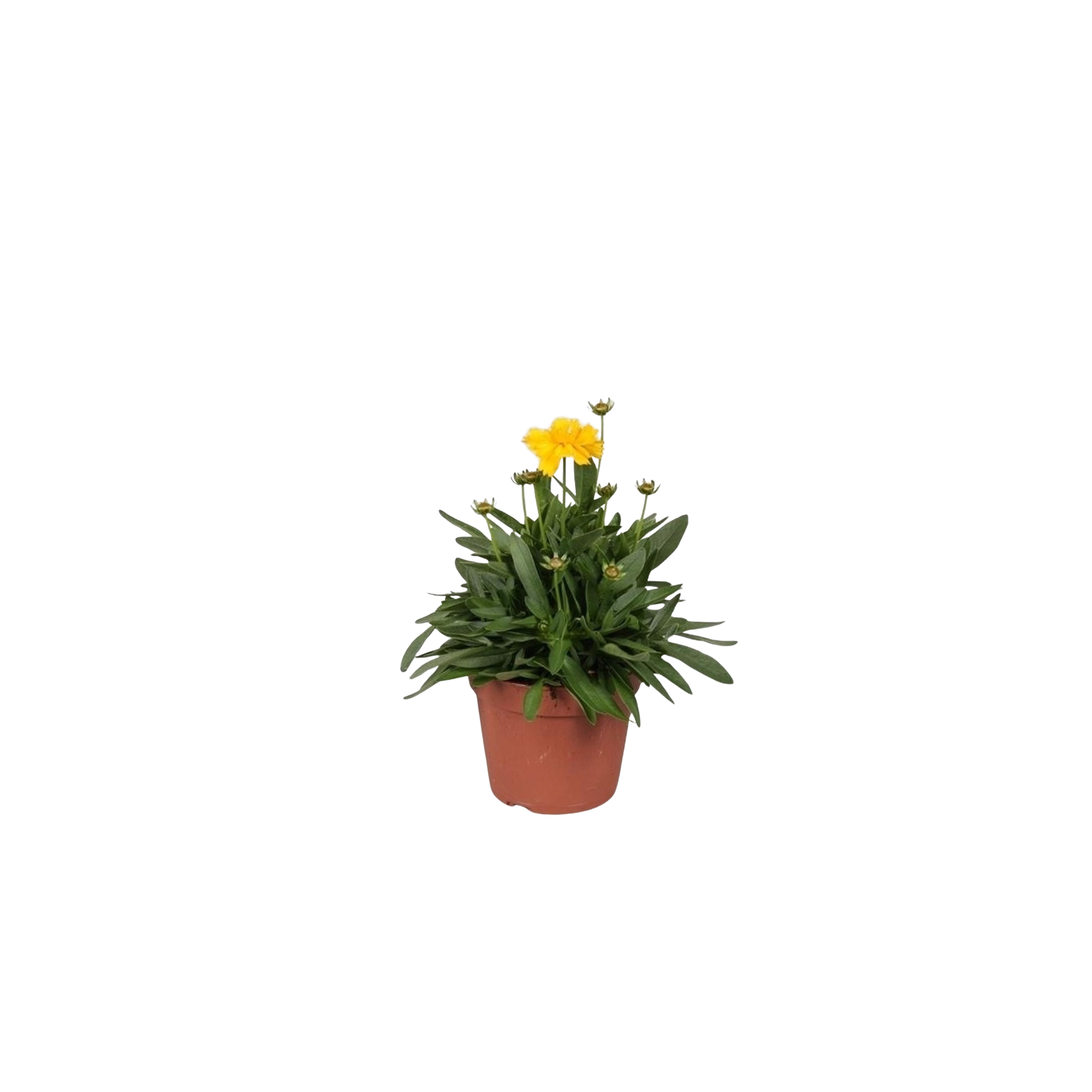 Coreopsis grandiflora ‘Presto’