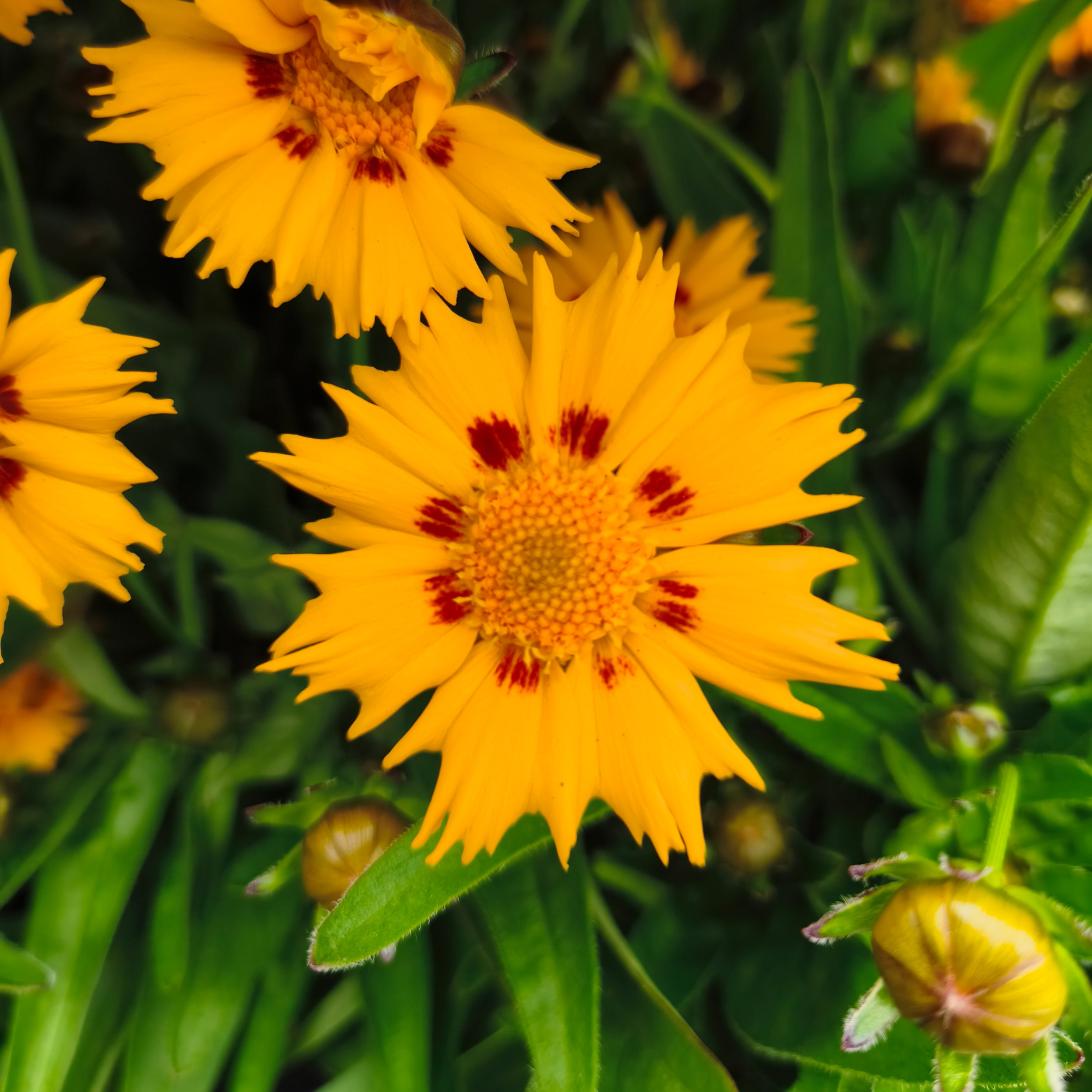Coreopsis grandiflora ‘Presto’
