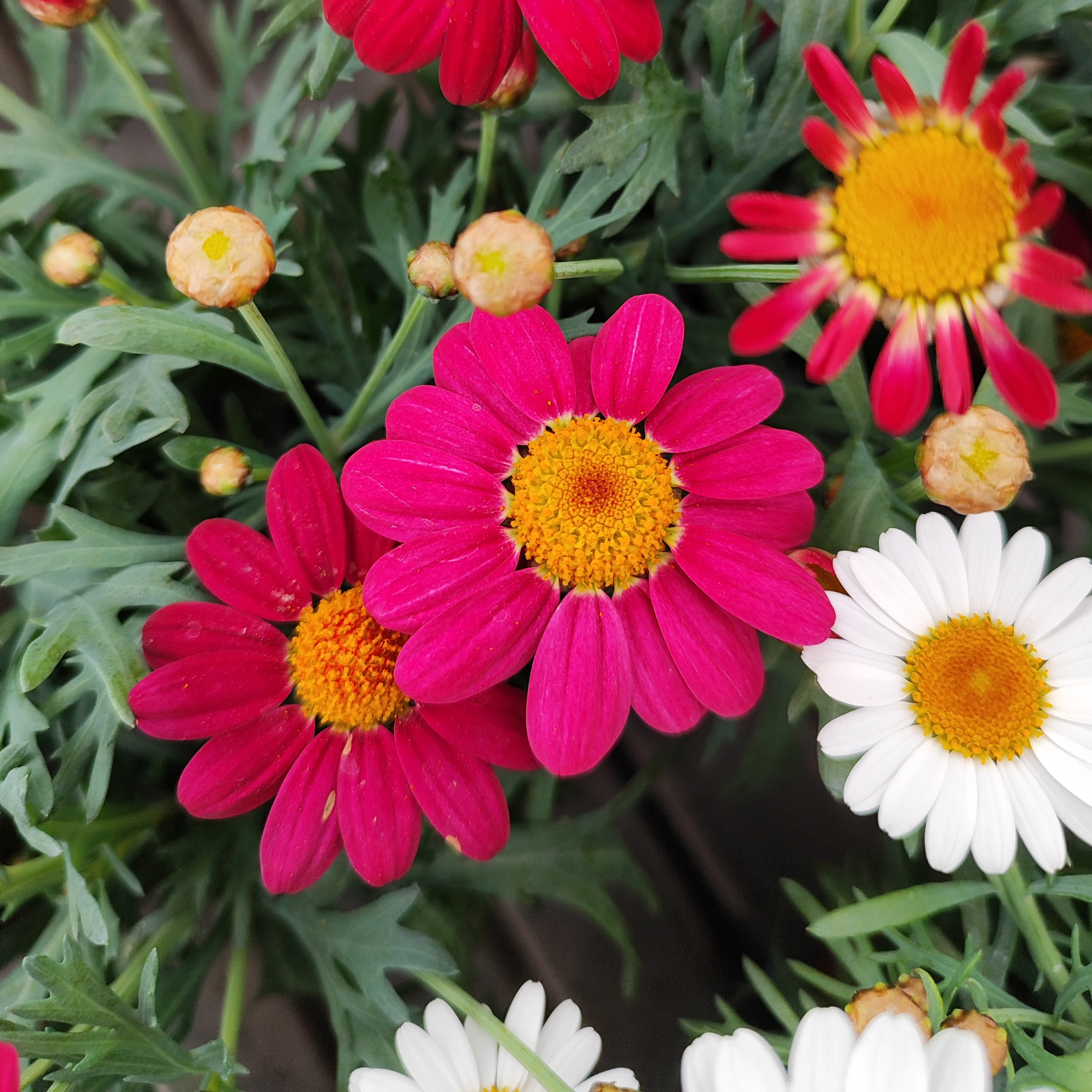 ARGYRANTHEMUM FRUTESCENS 'LA RITA' Złocień
