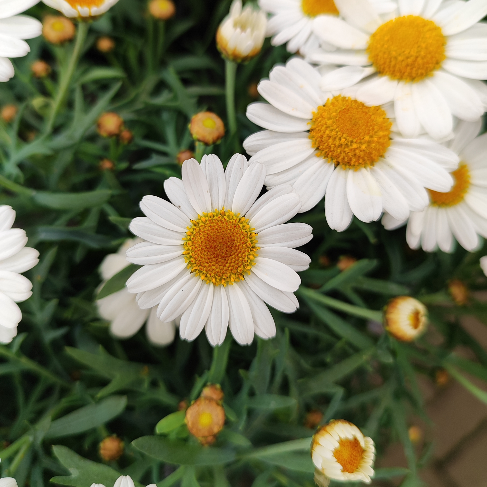 ARGYRANTHEMUM FRUTESCENS 'LA RITA' Złocień