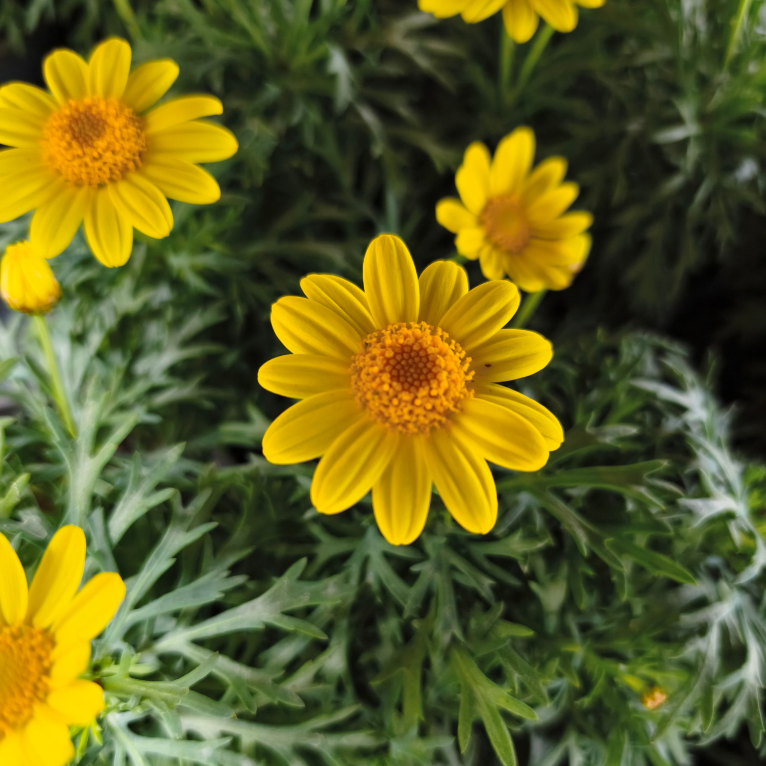 ARGYRANTHEMUM FRUTESCENS 'LA RITA' Złocień