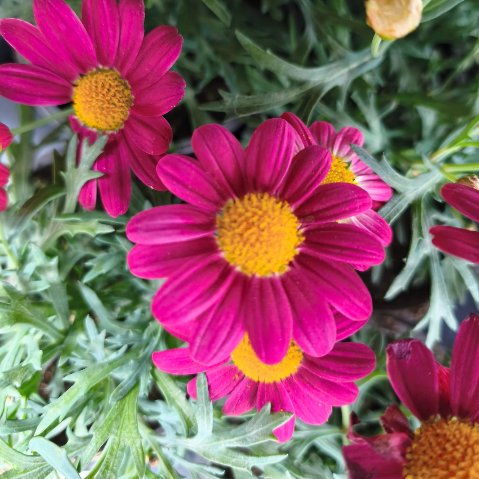 ARGYRANTHEMUM FRUTESCENS 'LA RITA' Złocień