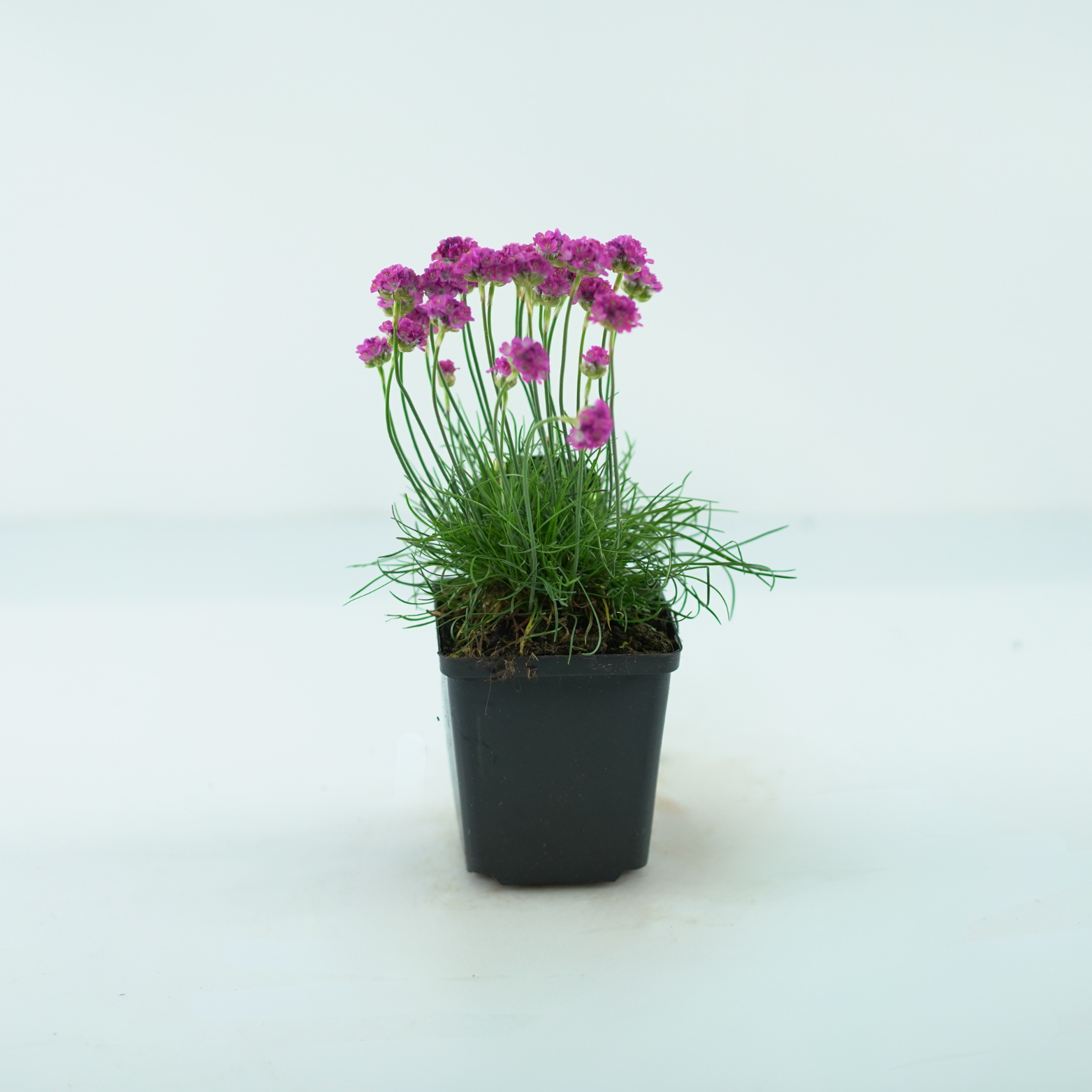 ARMERIA MARITIMA 'ARMADA ROSE' Zawciąg nadmorski