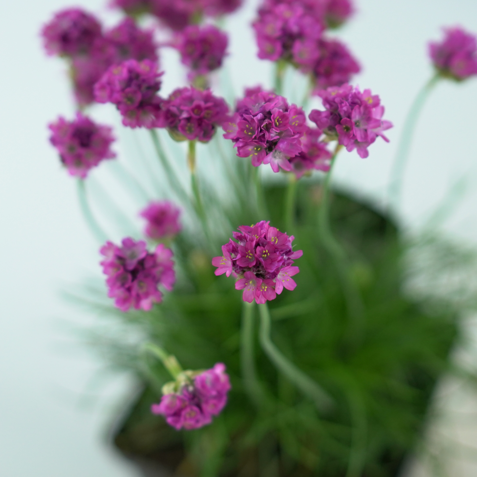 ARMERIA MARITIMA 'ARMADA ROSE' Zawciąg nadmorski