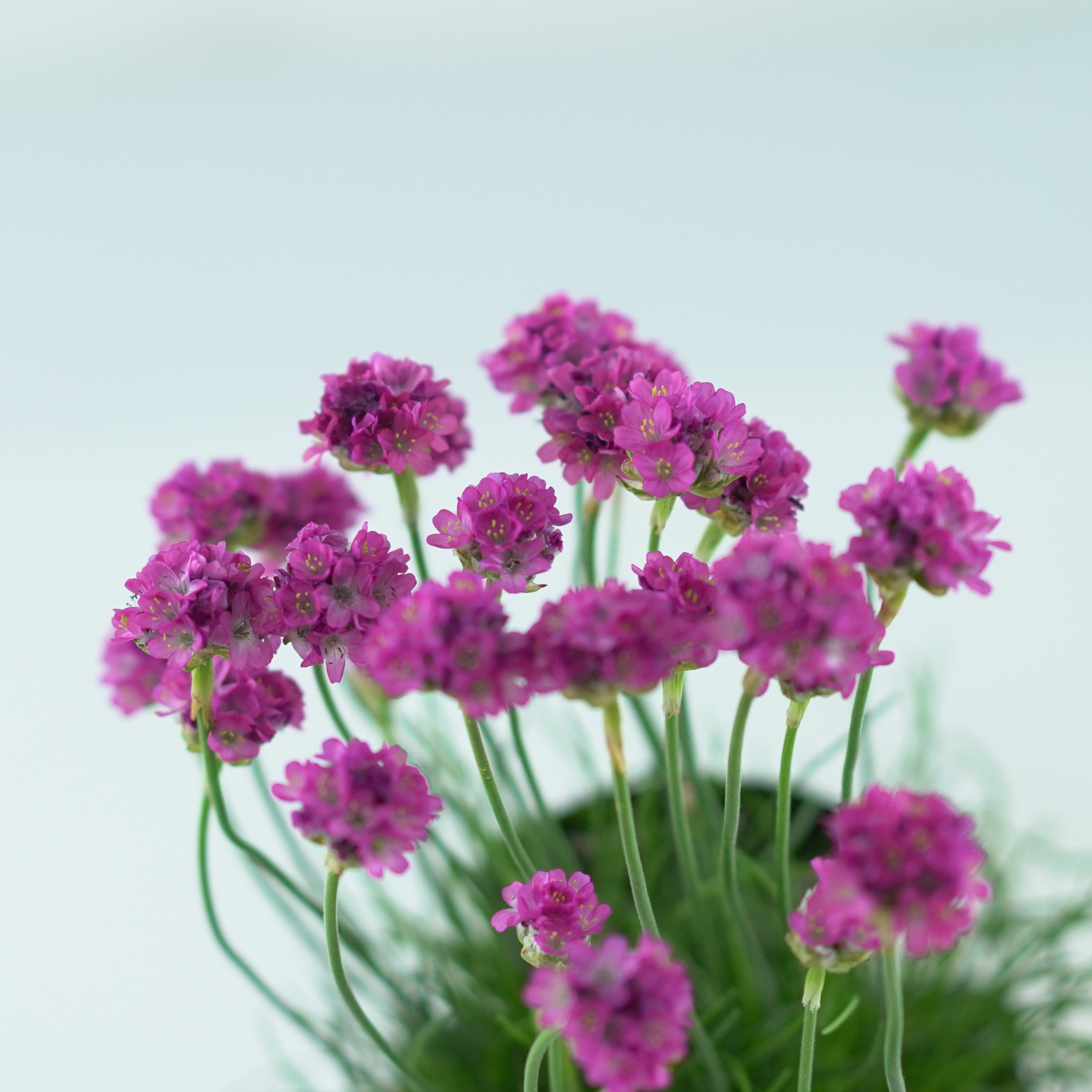 ARMERIA MARITIMA 'ARMADA ROSE' Zawciąg nadmorski