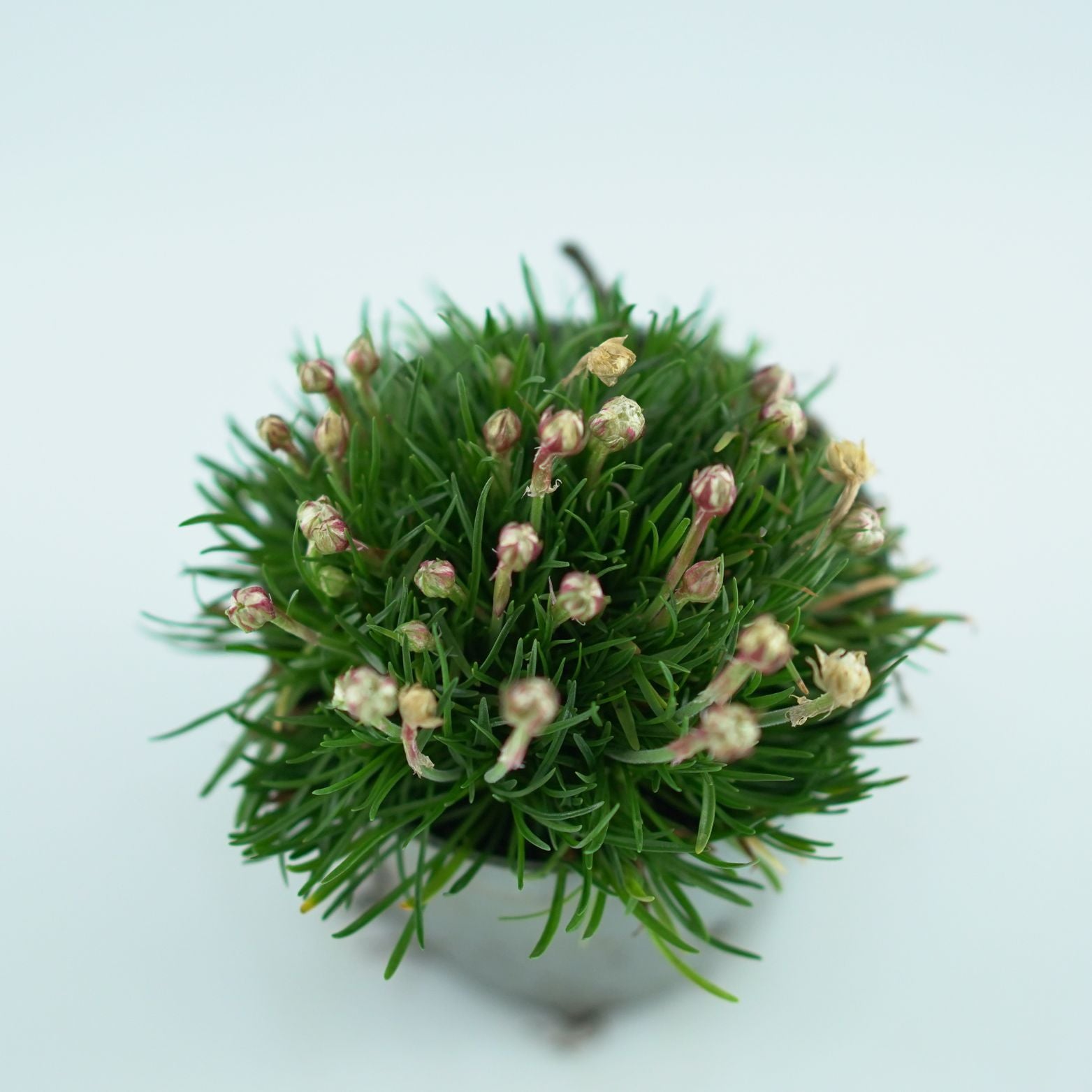 ARMERIA MARITIMA Zawciąg nadmorski