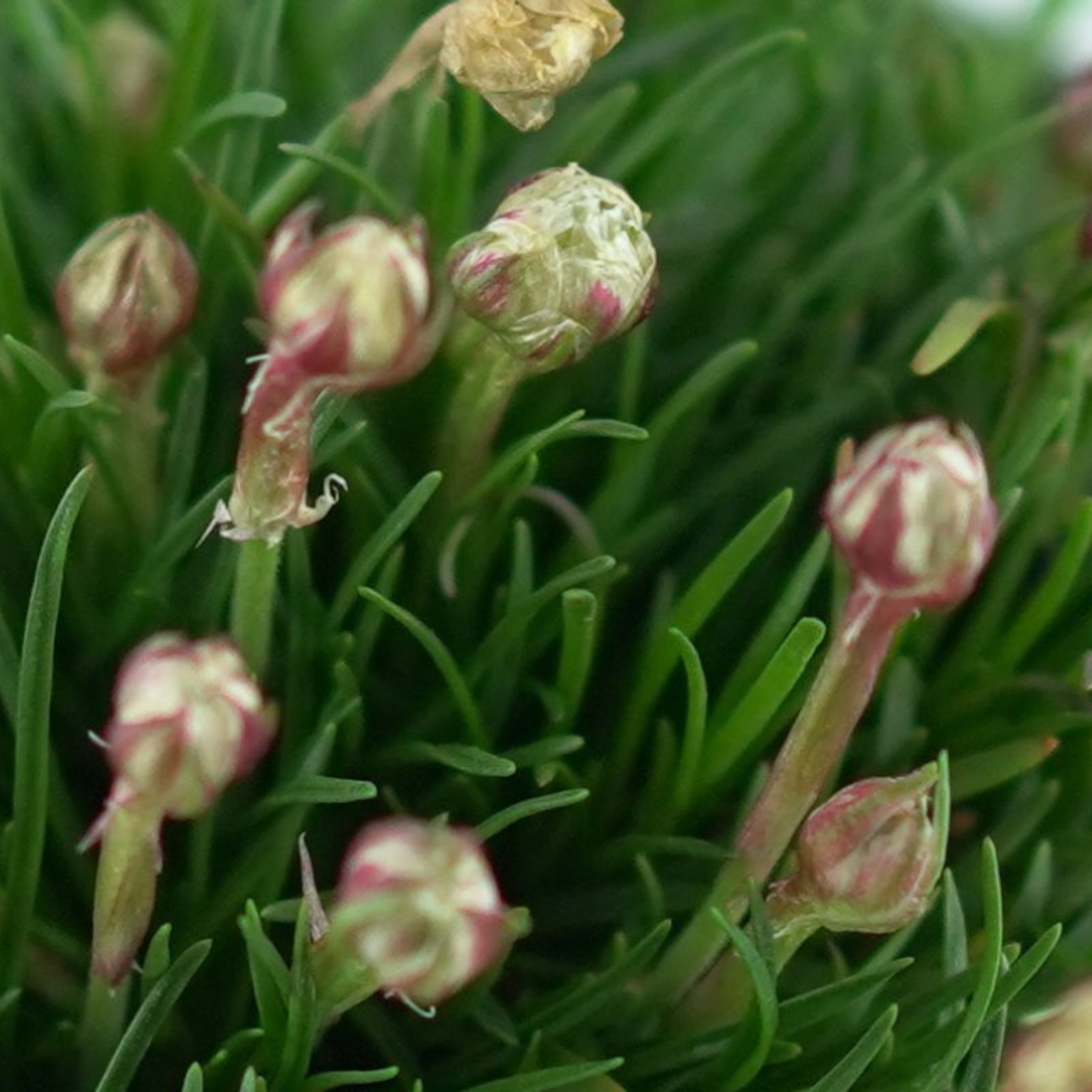 ARMERIA MARITIMA Zawciąg nadmorski