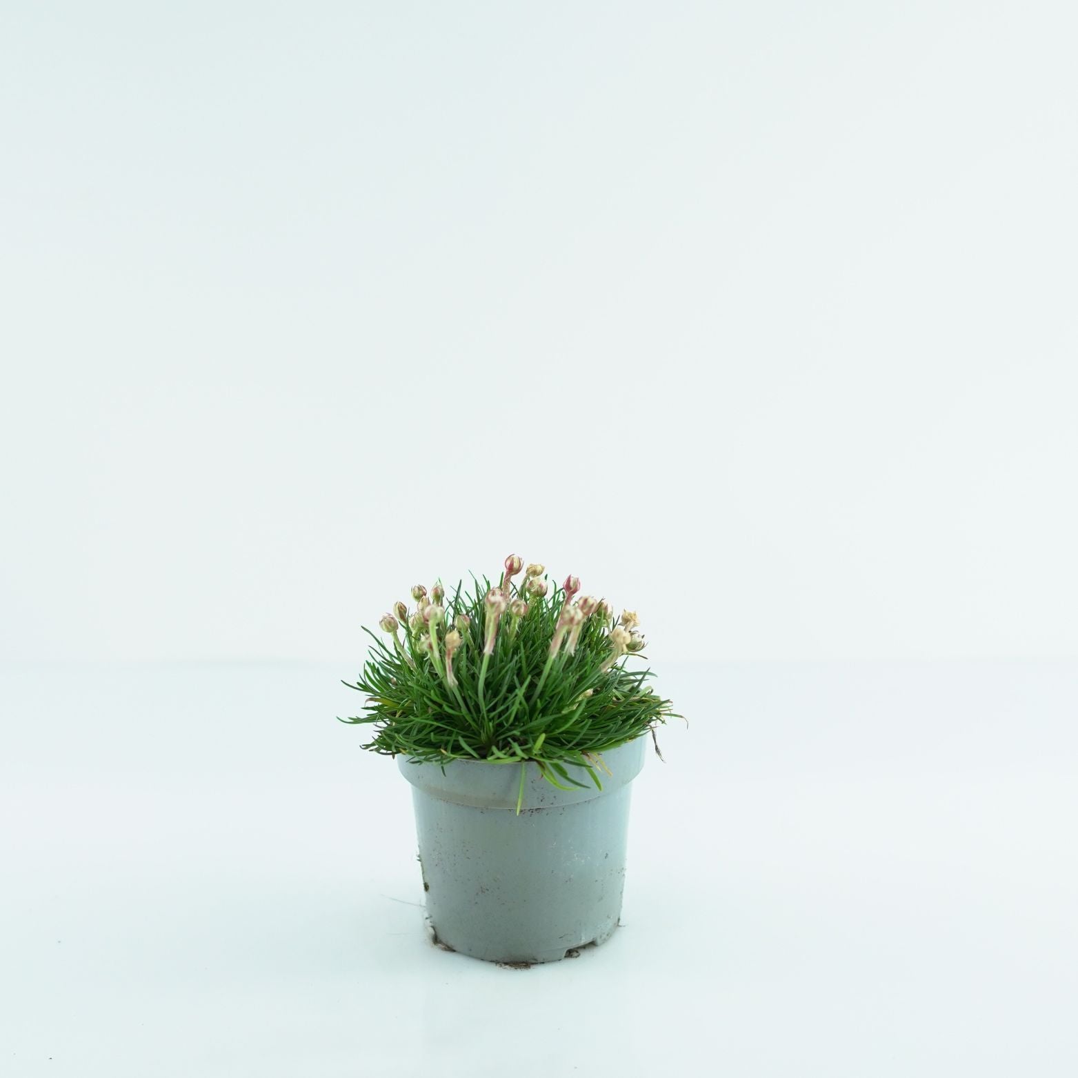 ARMERIA MARITIMA Zawciąg nadmorski