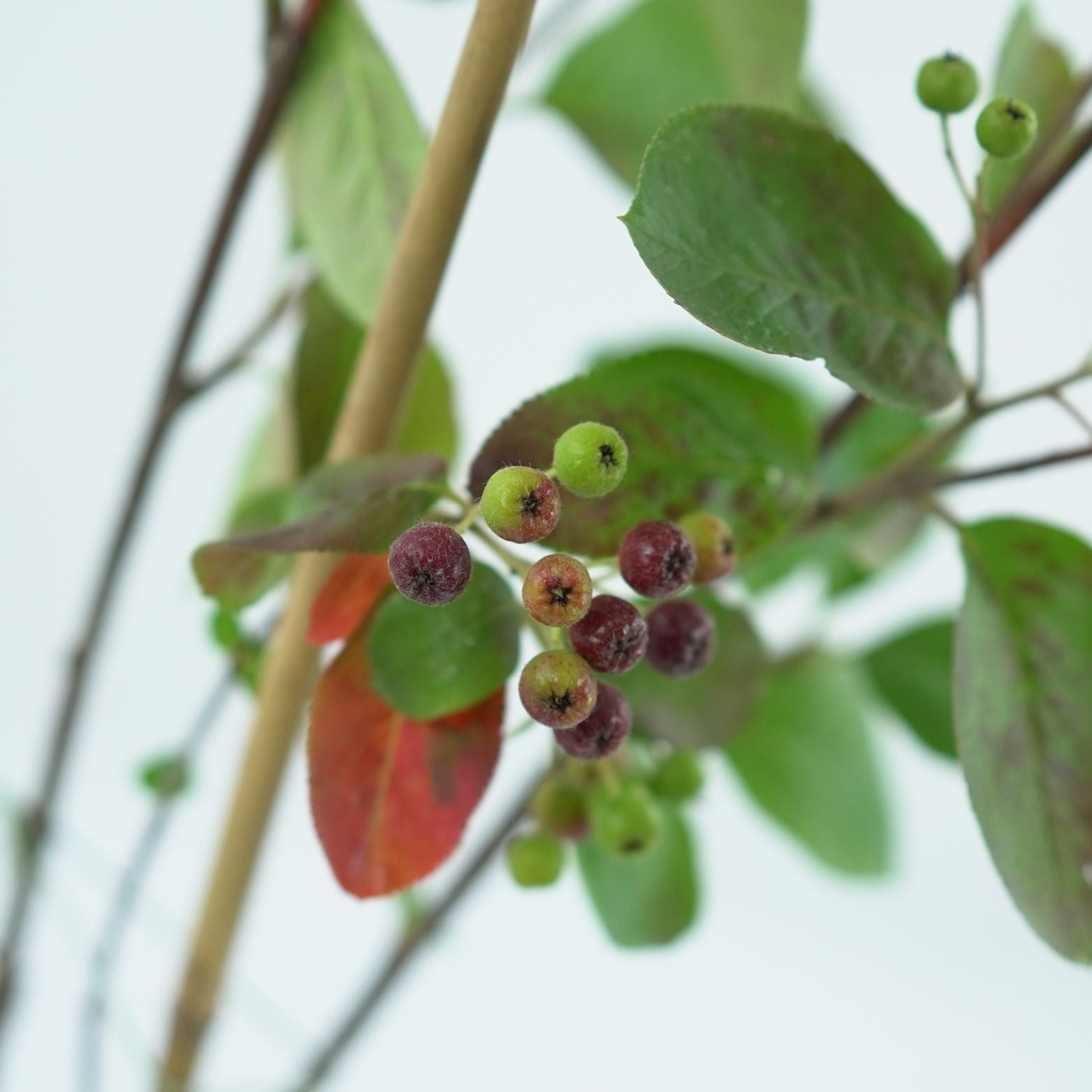 ARONIA MELANOCARPA Aronia
