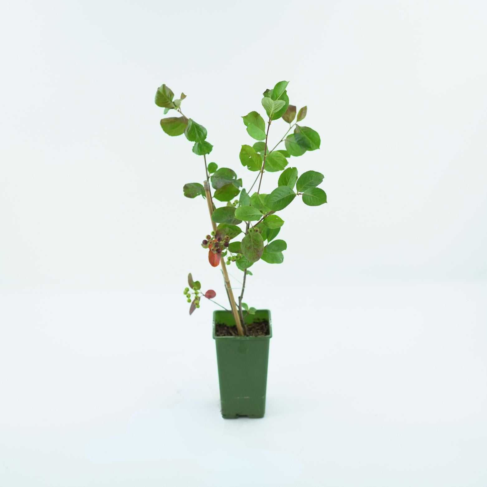ARONIA MELANOCARPA Aronia