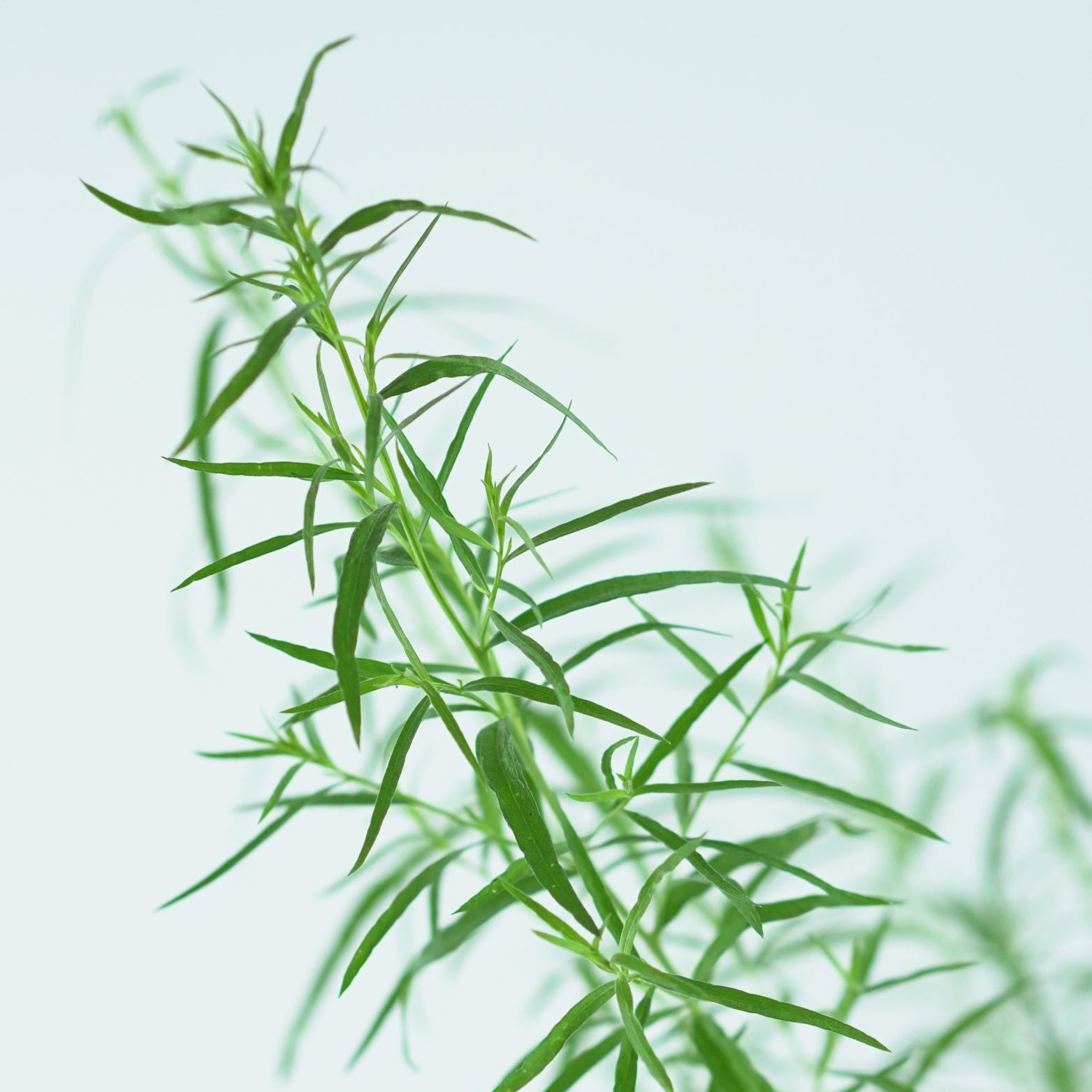 ARTEMISIA DRACUNCULUS Estragon
