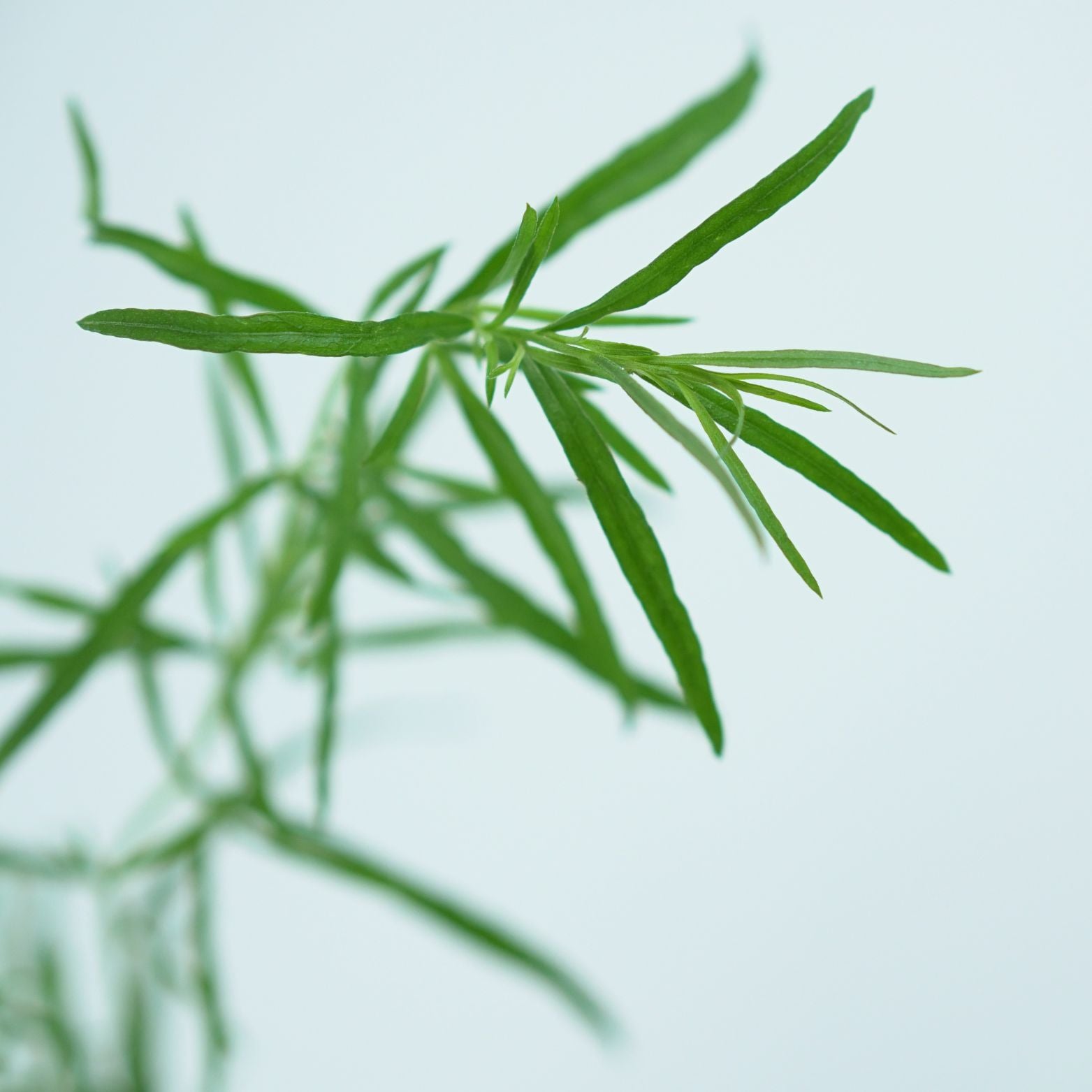 ARTEMISIA DRACUNCULUS Estragon
