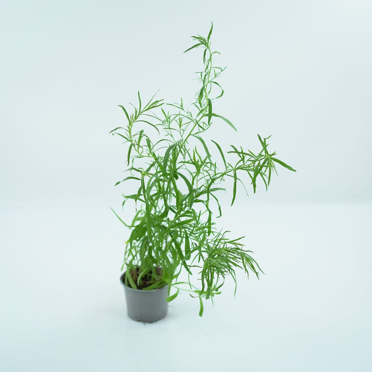ARTEMISIA DRACUNCULUS Estragon