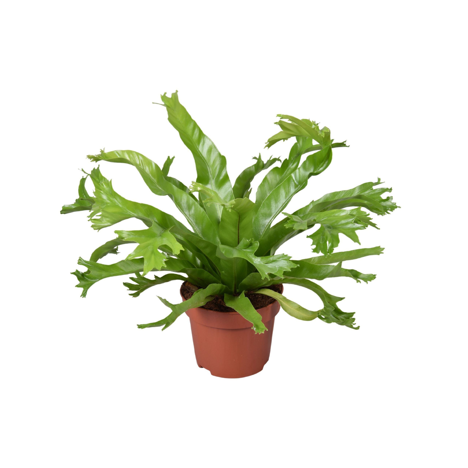 ASPLENIUM ANTIQUUM 'CRISSIE' Zanokcica stara