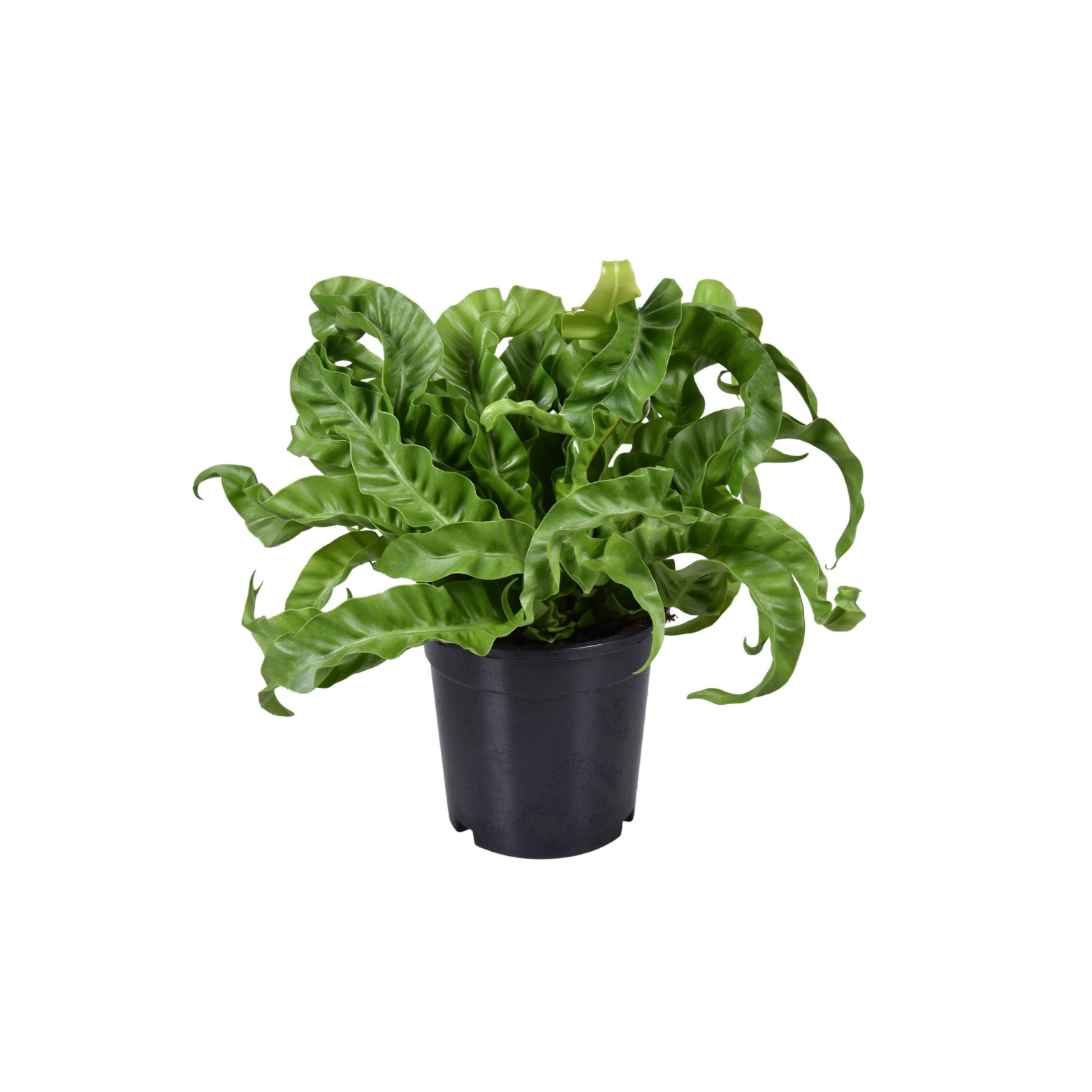 ASPLENIUM ANTIQUUM 'HURRICANE' Zanokcica stara