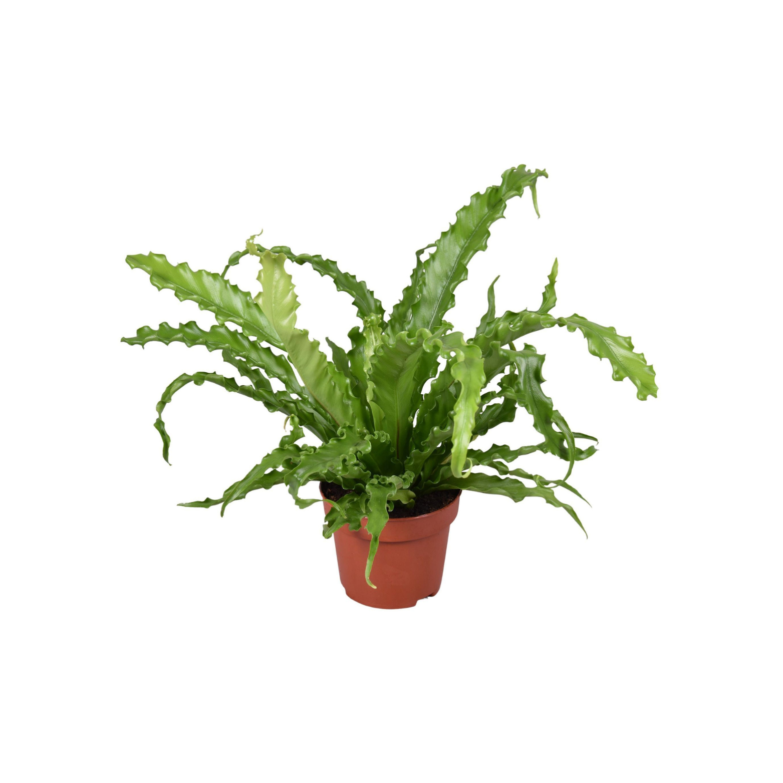 ASPLENIUM ANTIQUUM 'OSAKA' Zanokcica stara
